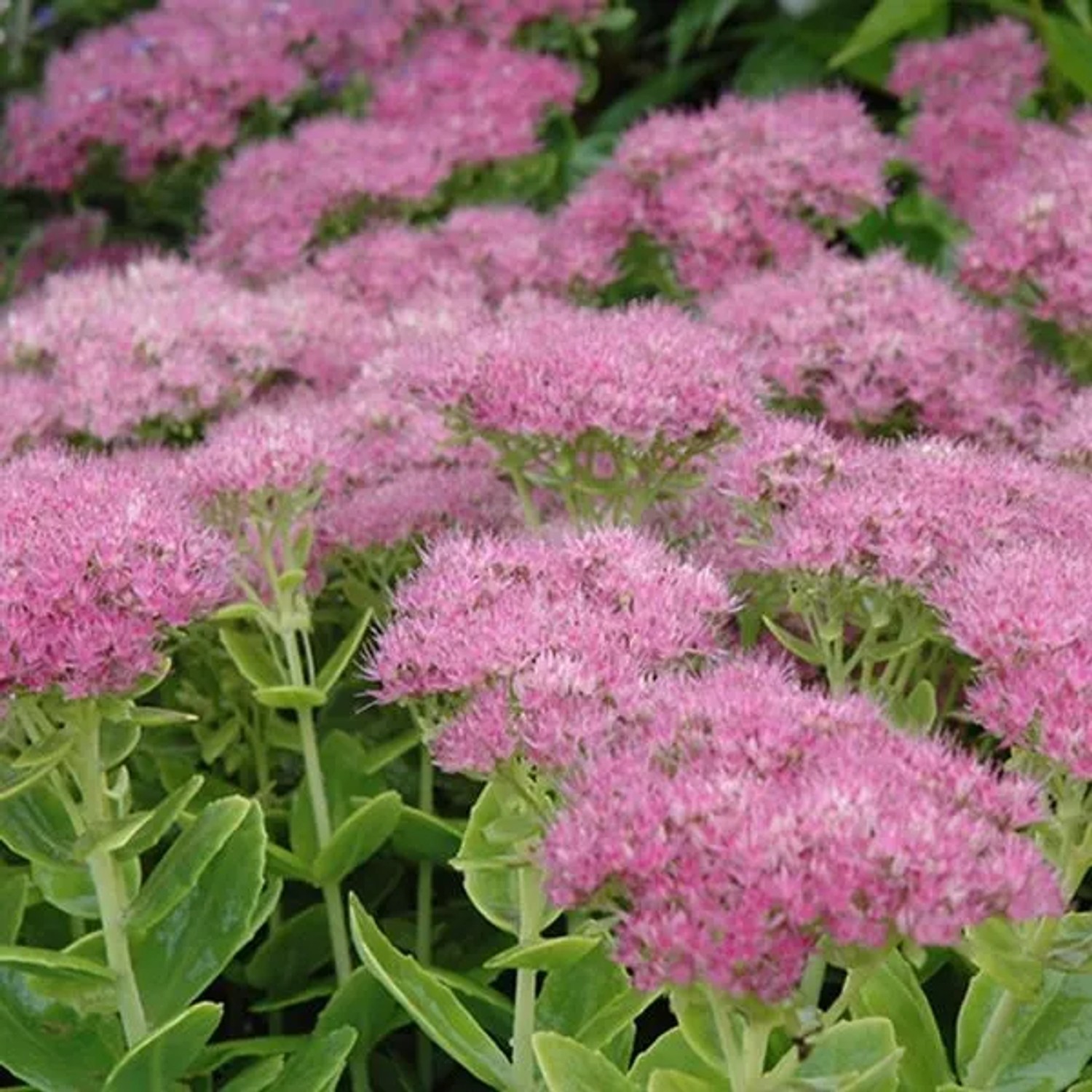 6 x Fettblatt 'Carmen' Sedum Spectabile Topf 9cm Herbstblüher