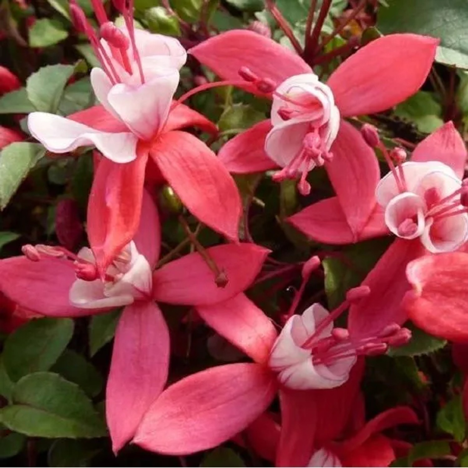 6 x Fuchsie 'Madame Cornelissen' Fuchsia Topf 9cm Dunkelgrünes Laub