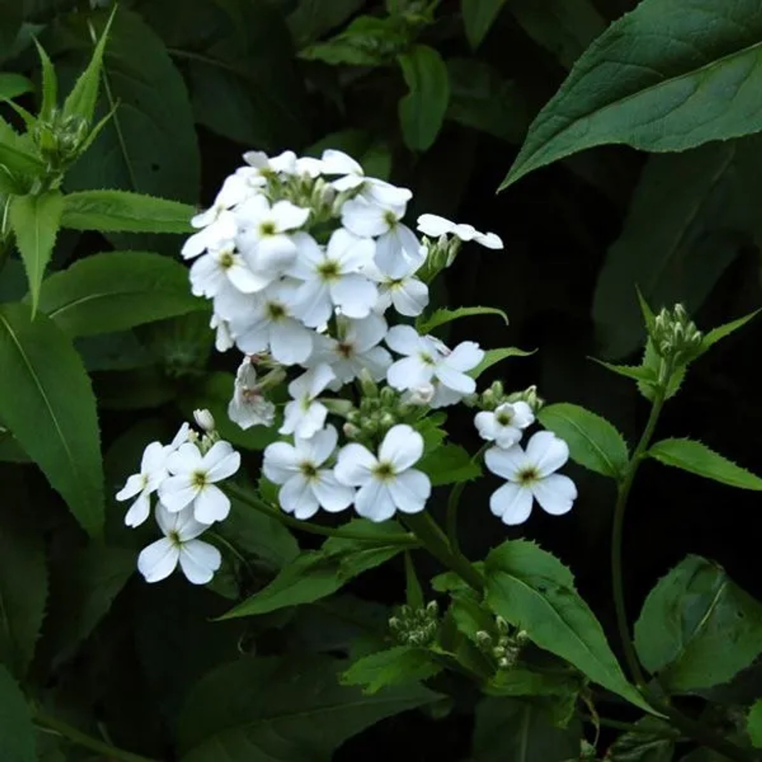6 x Nachtviole 'Alba' Hesperis matronalis Topf 9cm Schmetterlingspflanze