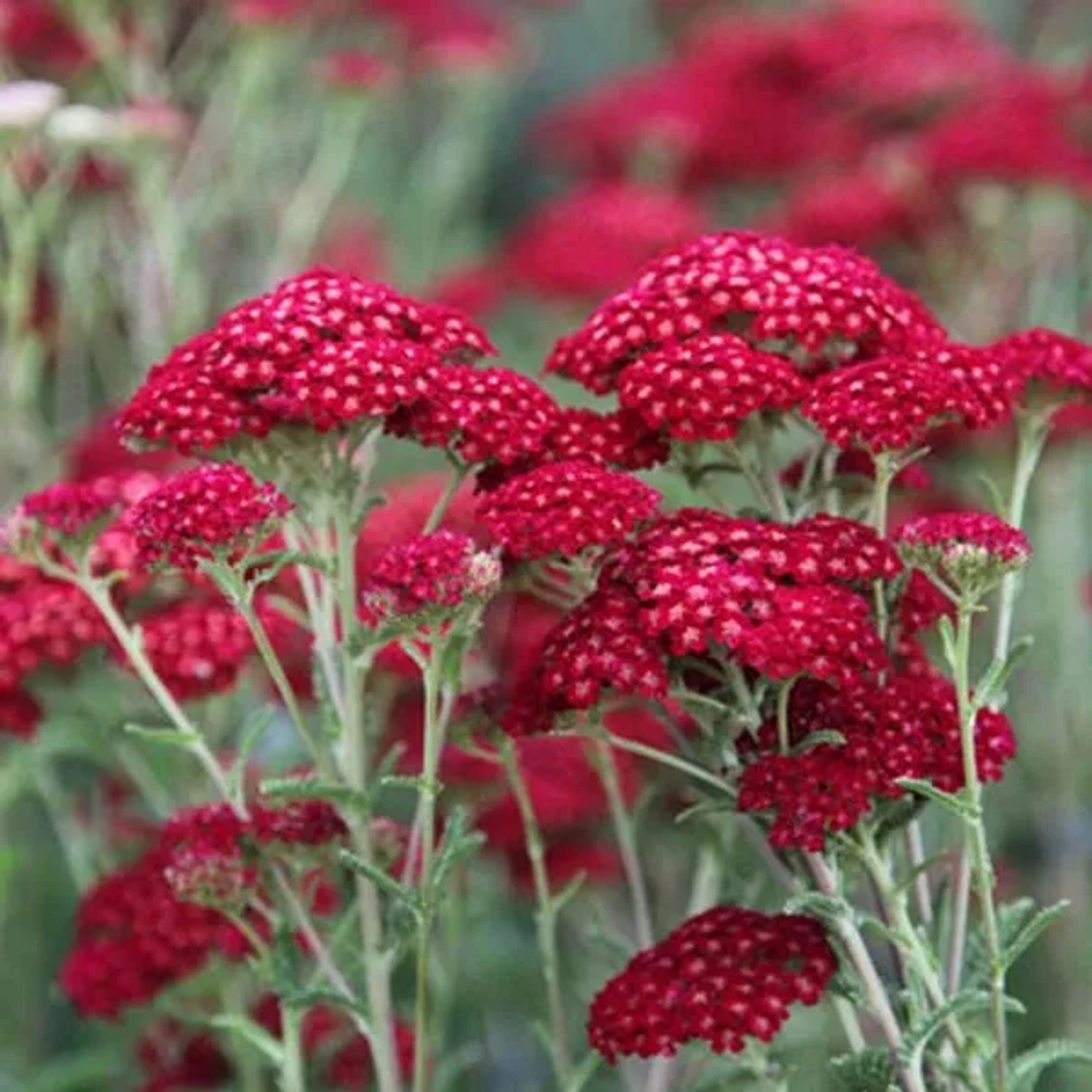 6 x Schafgarbe 'Red Velvet' Achillea millefolium Topf 9cm Schmetterlingspflanze