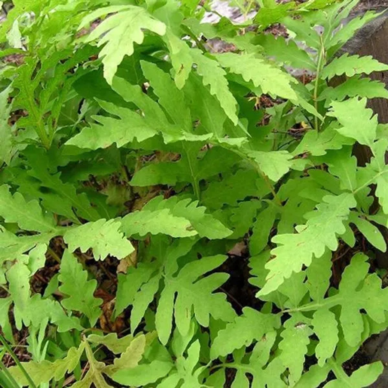 6 x Perlfarn Onoclea sensibilis Topf 9cm Herbstfärbung