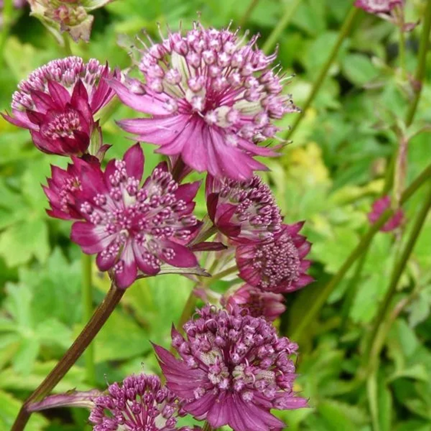 6 x Sterndolde 'Lars' Astrantia Major Topf 9cm Schnittblume