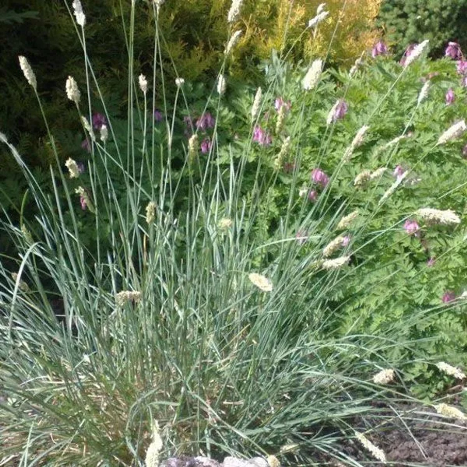 6 x Blaugras Sesleria nitida Topf 9cm Schnittblume