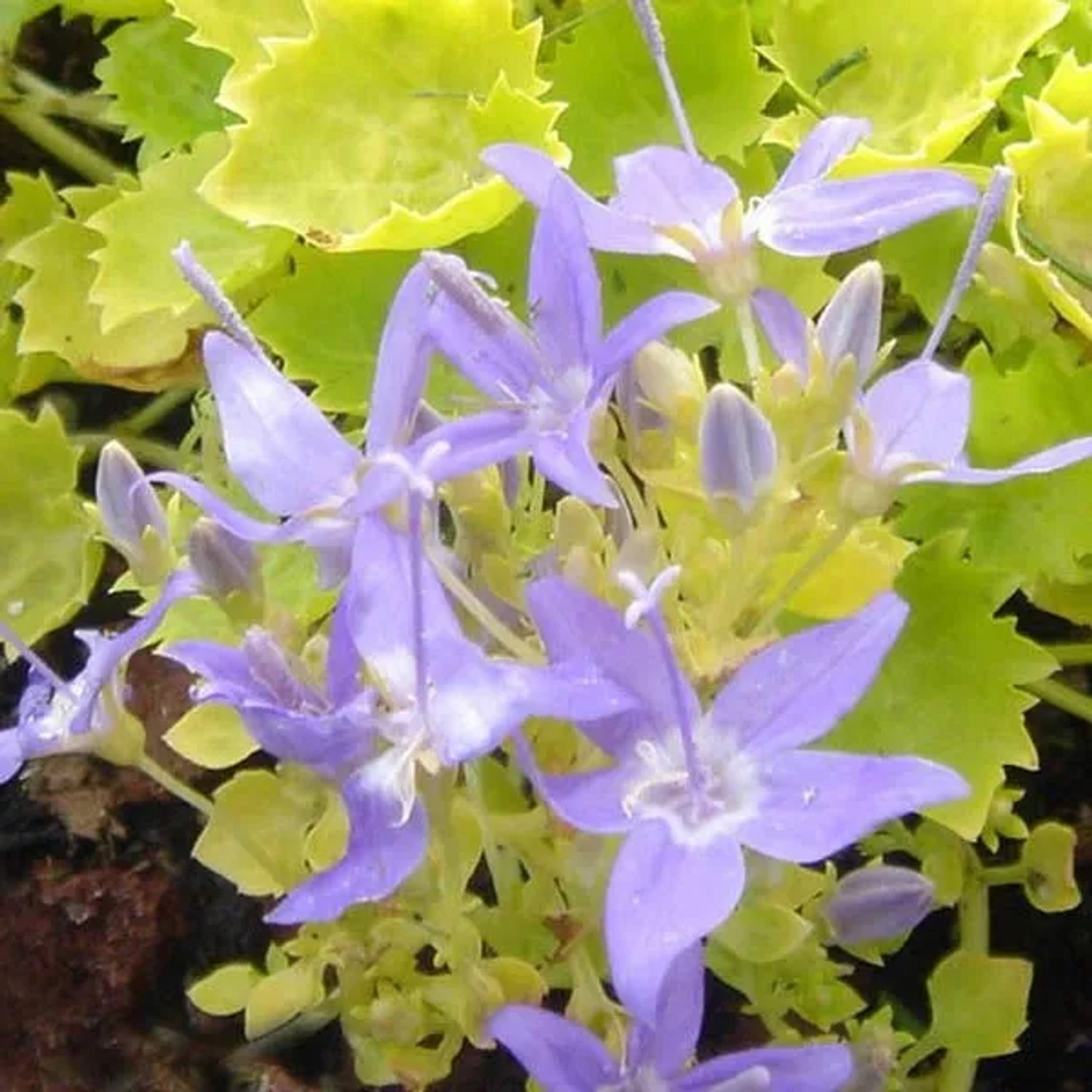 6 x Dalmatiner-Glockenblume 'Dickson's Gold' Campanula garganica Topf 9cm Dekoratives Laub