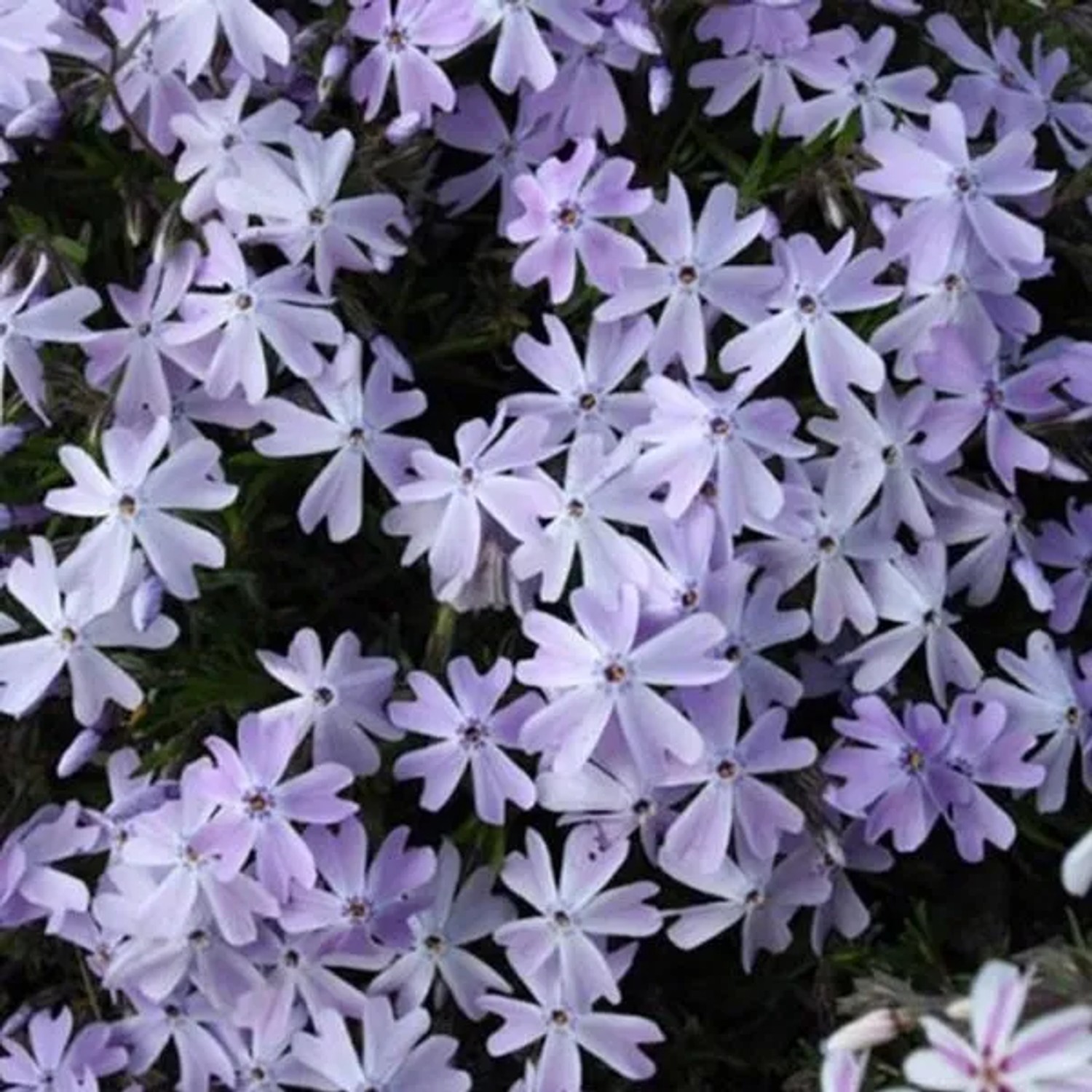 6 x Teppich-Flammenblume 'Emerald Cushion Blue' Phlox subulata Topf 9cm Immergrün