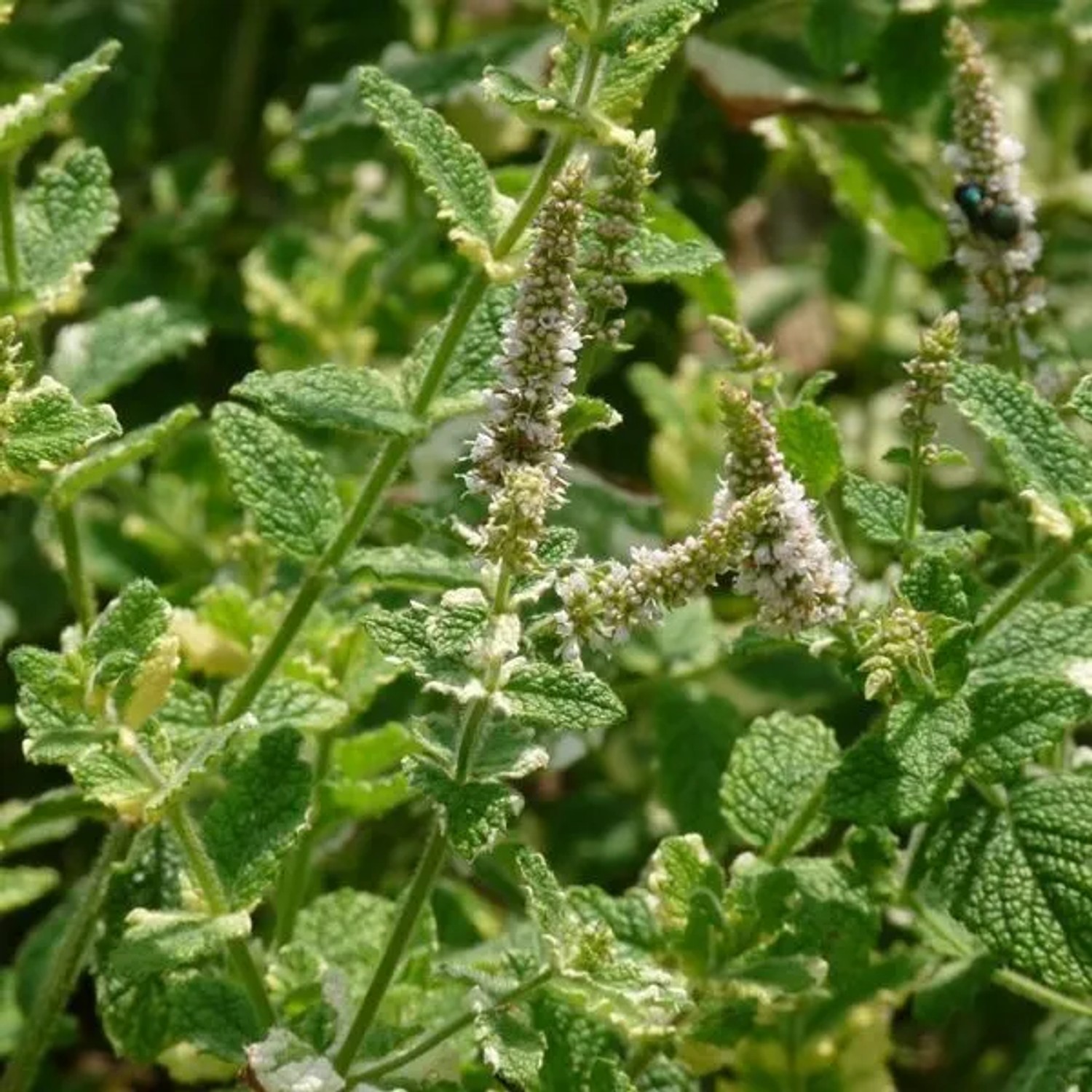 6 x Apfelminze 'Variegata' Mentha rotundifolia Topf 9cm Panaschiertes Laub