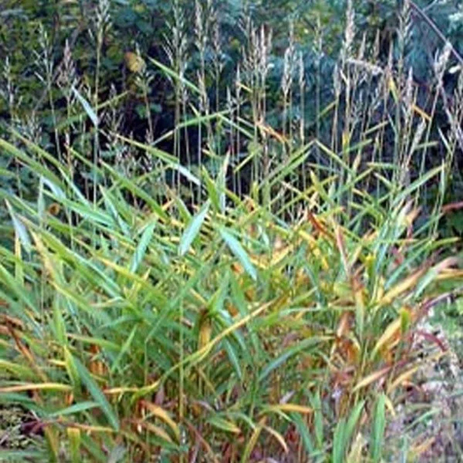 6 x Blaugras Spodiopogon sibiricus Topf 9cm Herbstfärbung