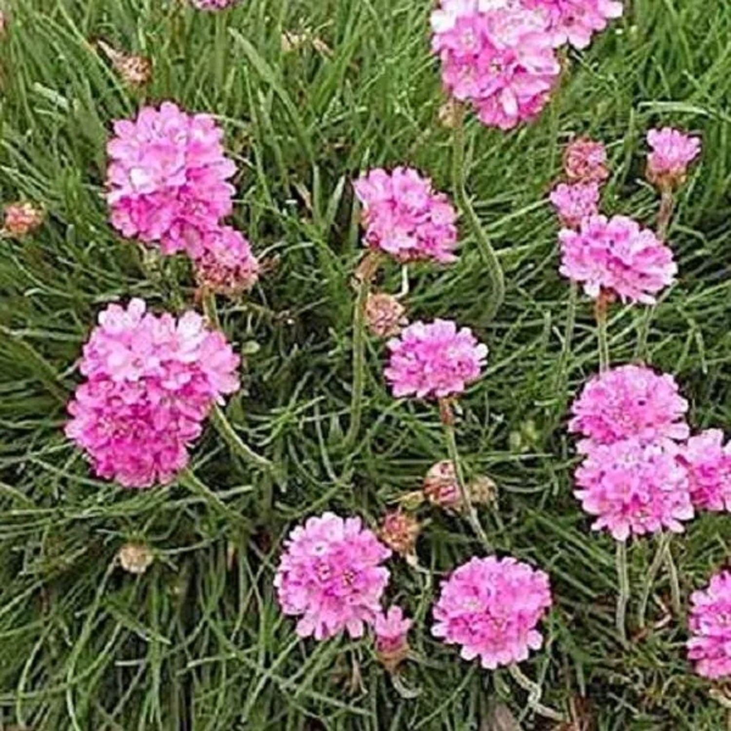 6 x Grasnelke 'Rosea' Armeria maritima Topf 9cm Bodendeckend