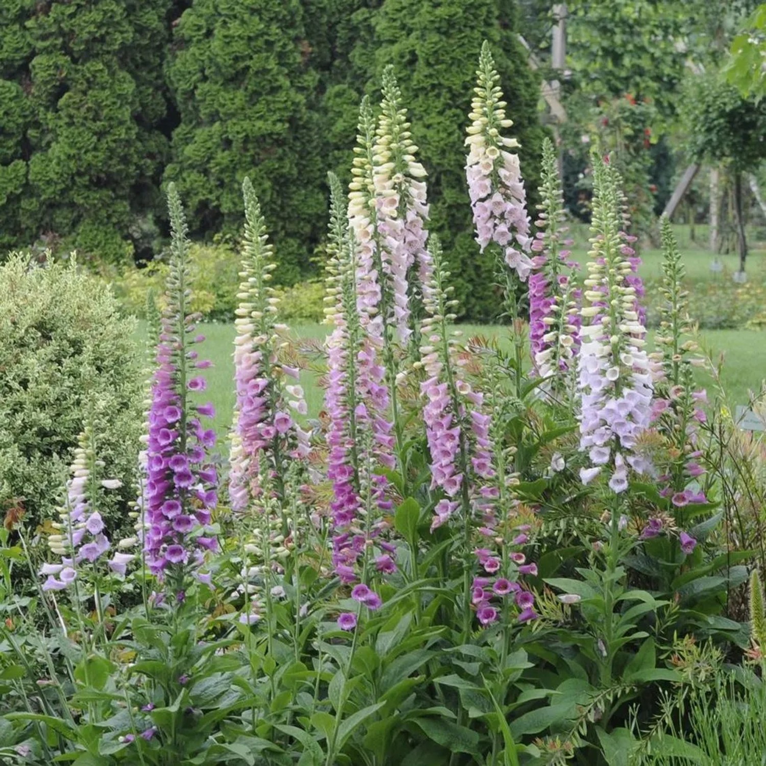 6 x Fingerhut 'Gloxiniiflora' Digitalis purpurea Topf 9cm Schnittblume