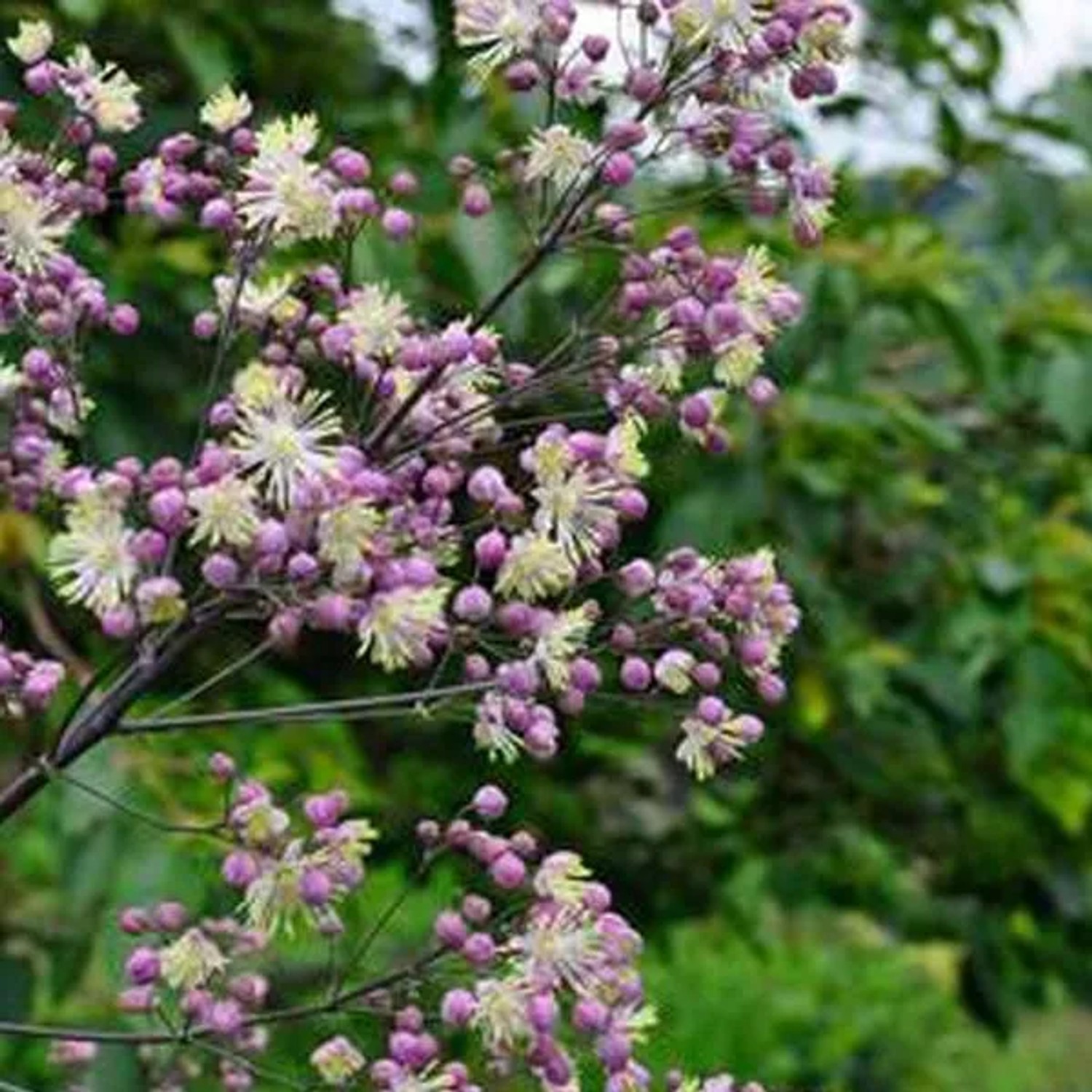 6 x Wiesenraute 'Elin' Thalictrum Topf 9cm Dekorativ