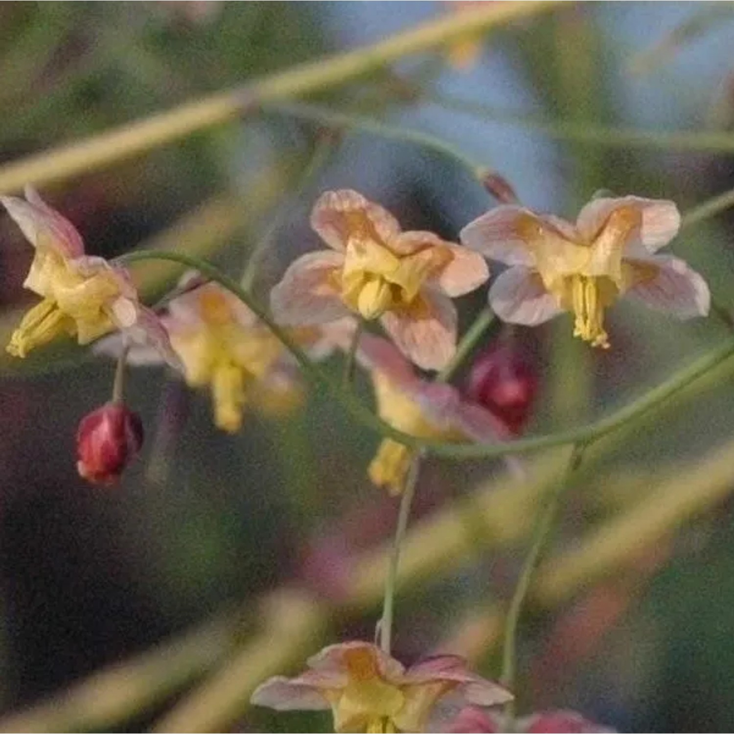 6 x Elfenblume 'Black Sea' Epimedium pinnatum Topf 9cm Dunkelviolette Blüten