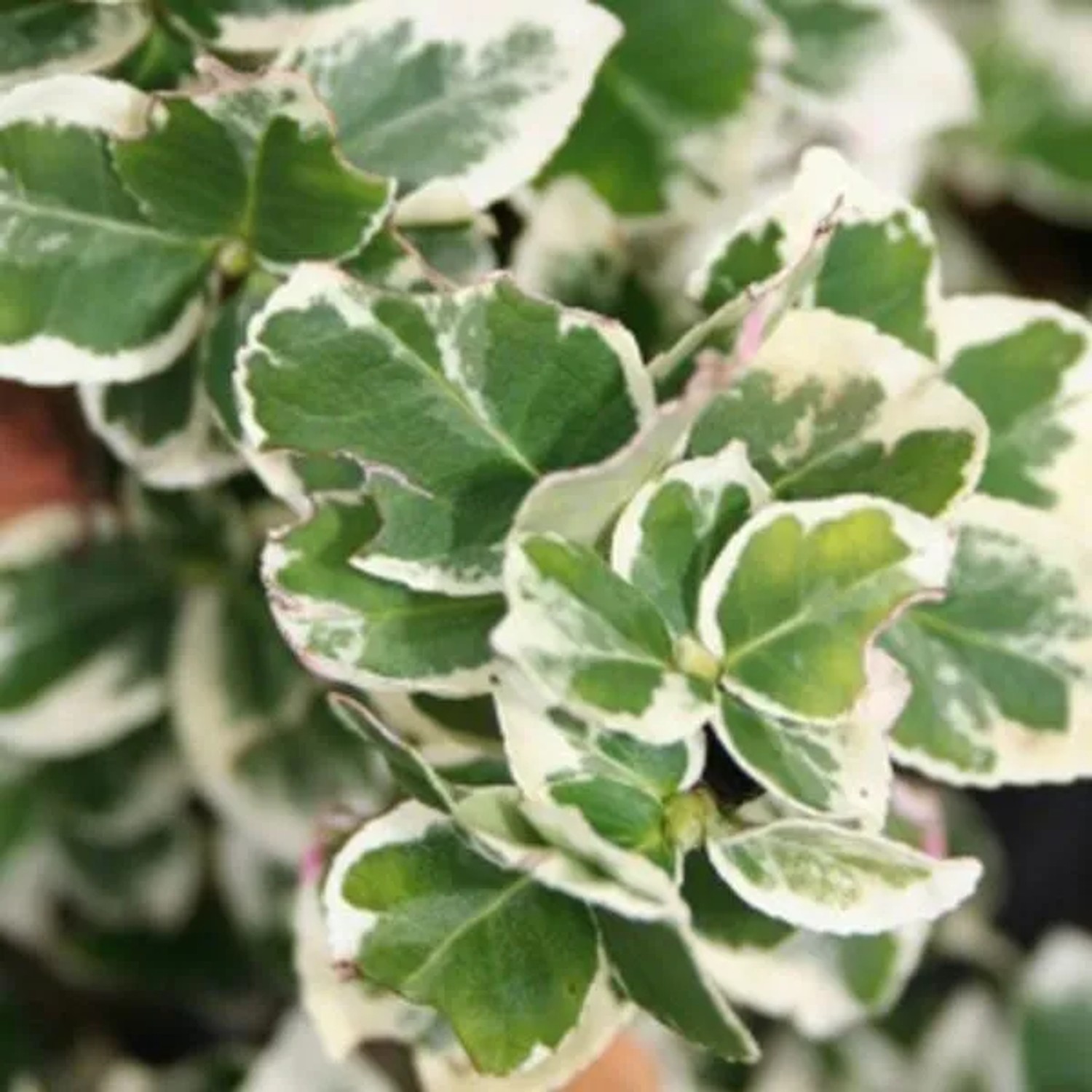 6 x Kriechspindel 'Emerald Gaiety' Euonymus Fortunei Topf 9cm Weißgrün Panaschiert