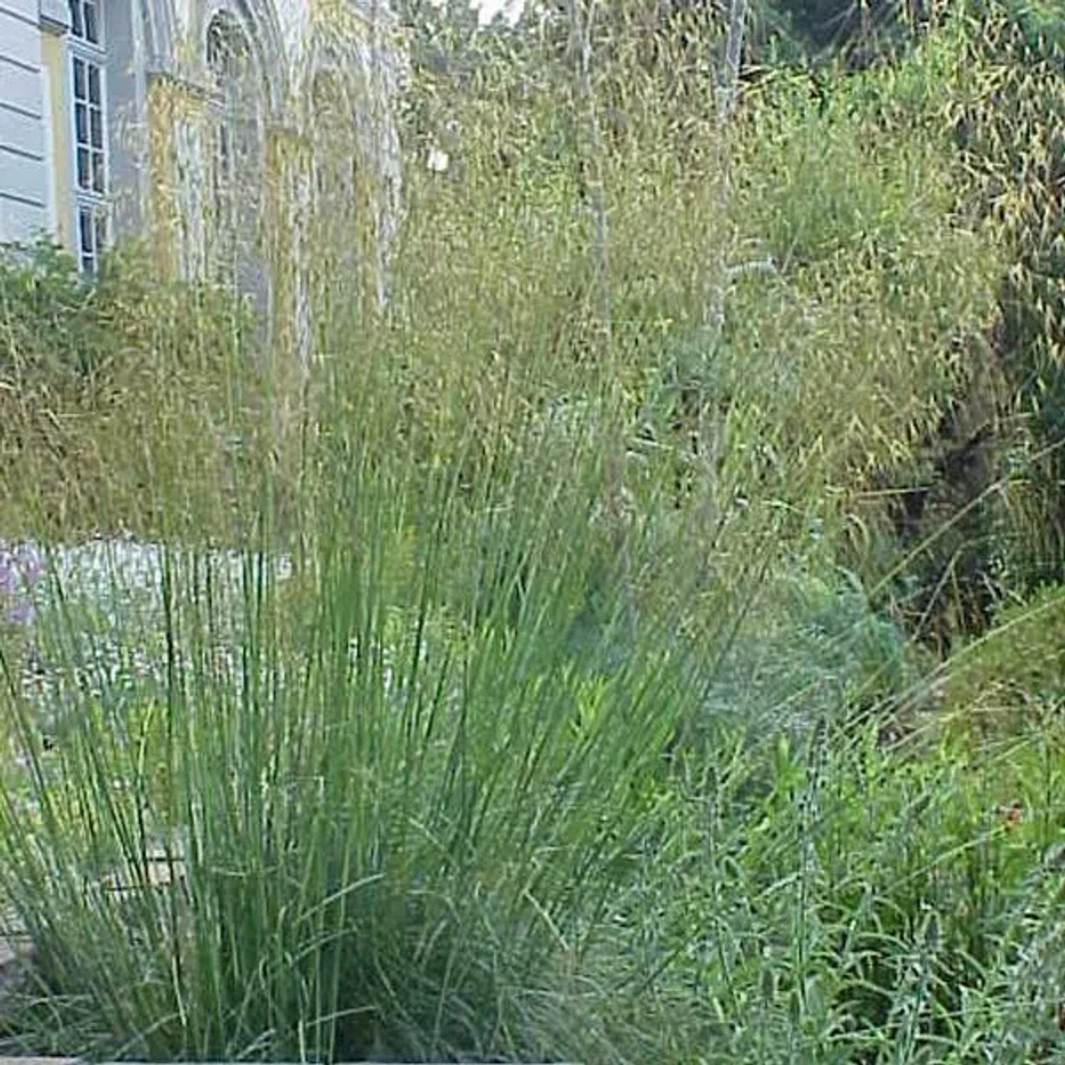 6 x Riesen-Federgras Stipa gigantea Topf 9cm Große Blütenrispen