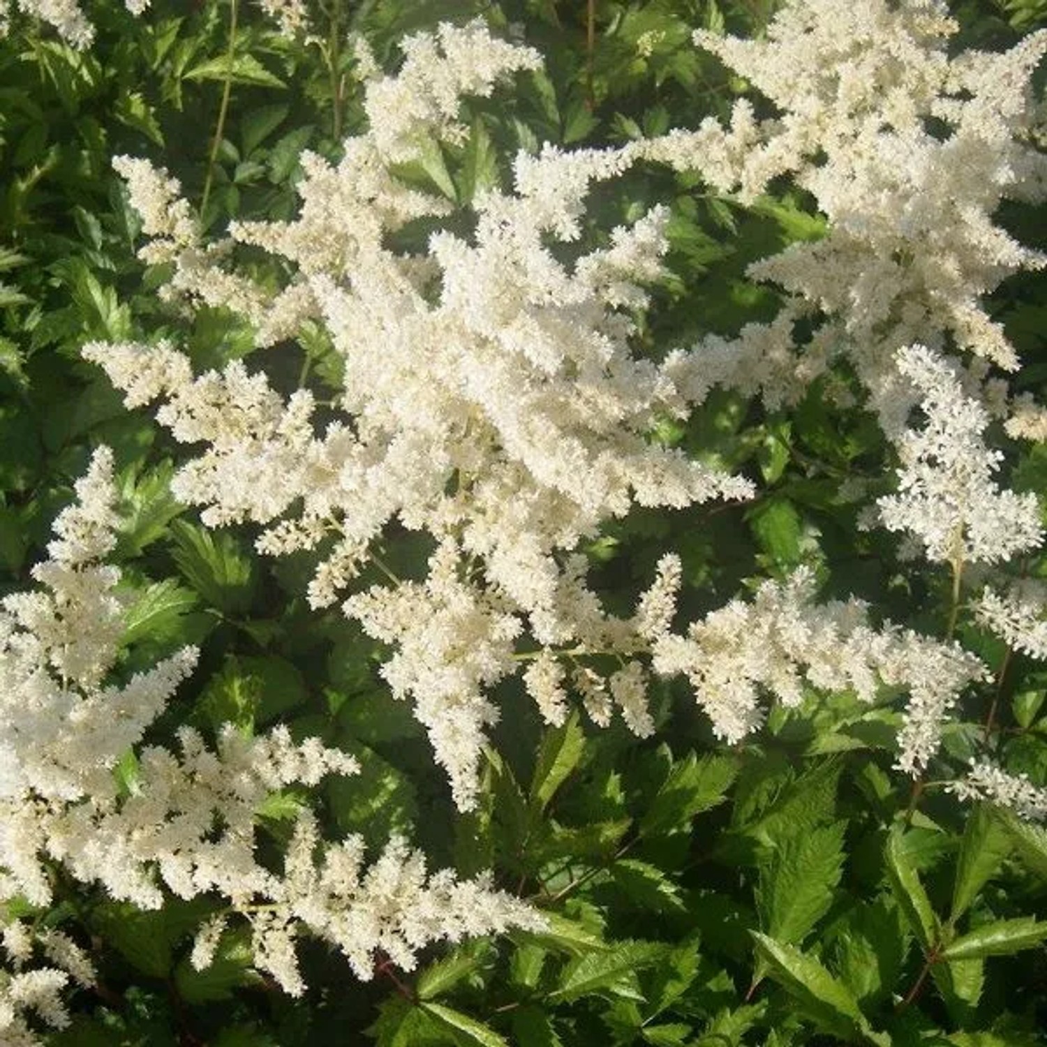 6 x Prachtspiere 'Brautschleier' Astilbe arendsii Topf 9cm Weiße Blütenfedern