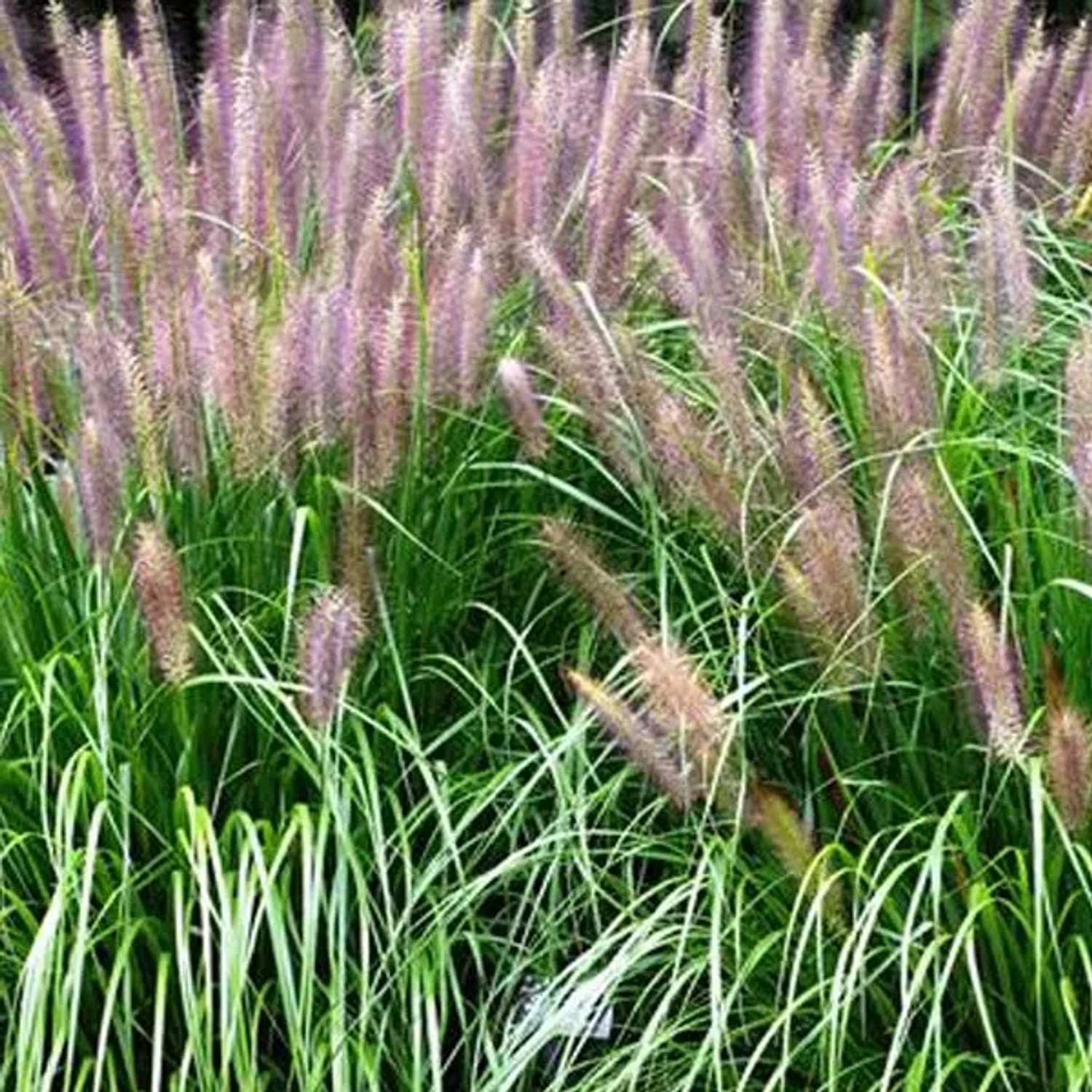 6 x Lampenputzergras 'Red Head' Pennisetum alopecuroides Topf 9cm