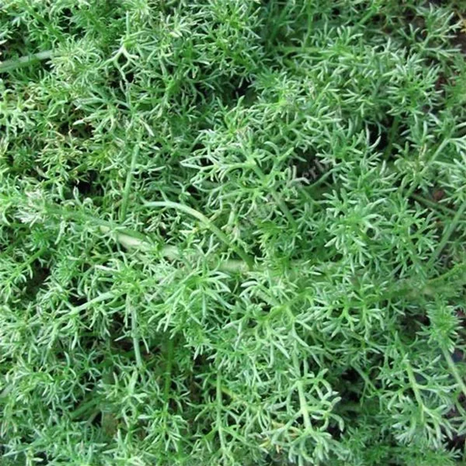 6 x Römische Kamille 'Treneague' Chamaemelum Nobile Topf 9cm Beetrandpflanze