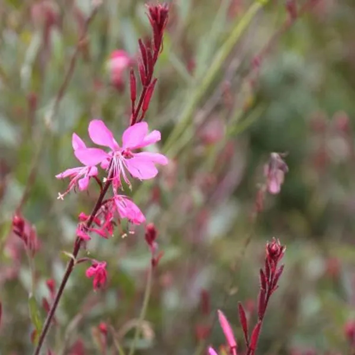 6 x Prachtkerze 'Siskiyou Pink' Gaura Lindheimeri Topf 9cm Rosa Blüten