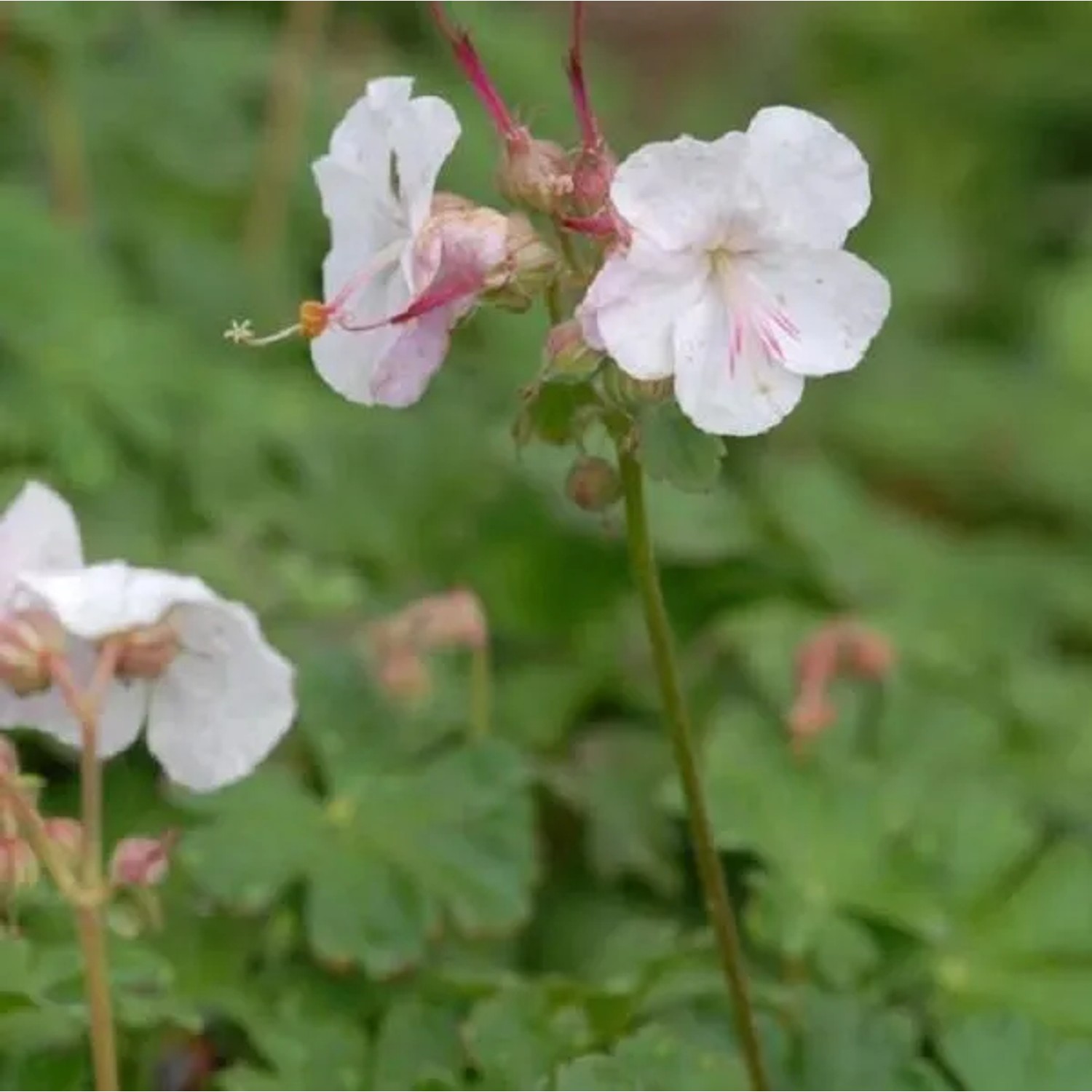 6 x Storchschnabel 'Saint Ola' Geranium Cantabrigiense Topf 9cm Immergrün