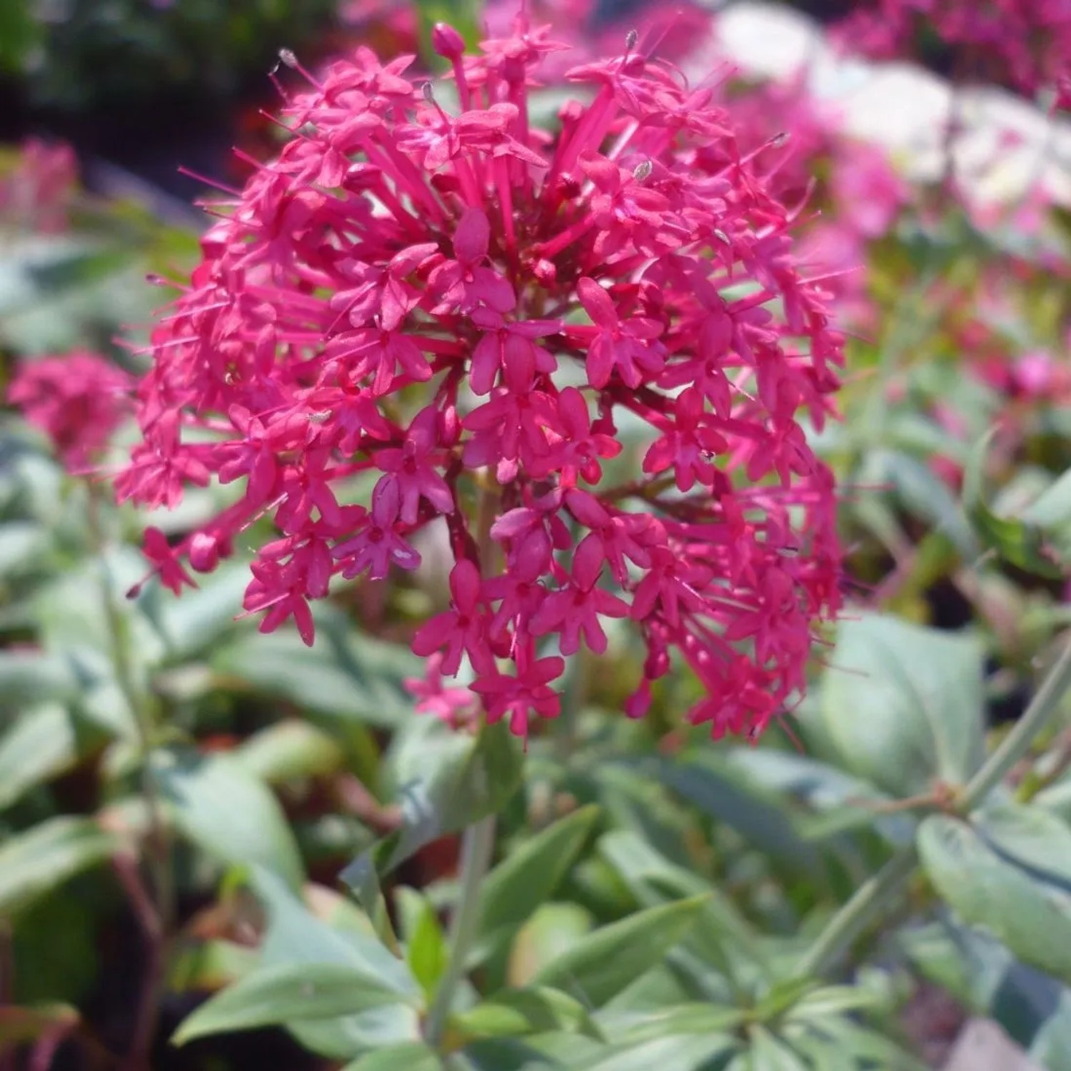 6 x Spornblume 'Coccineus' Centranthus Ruber Topf 9cm Rote Blüten