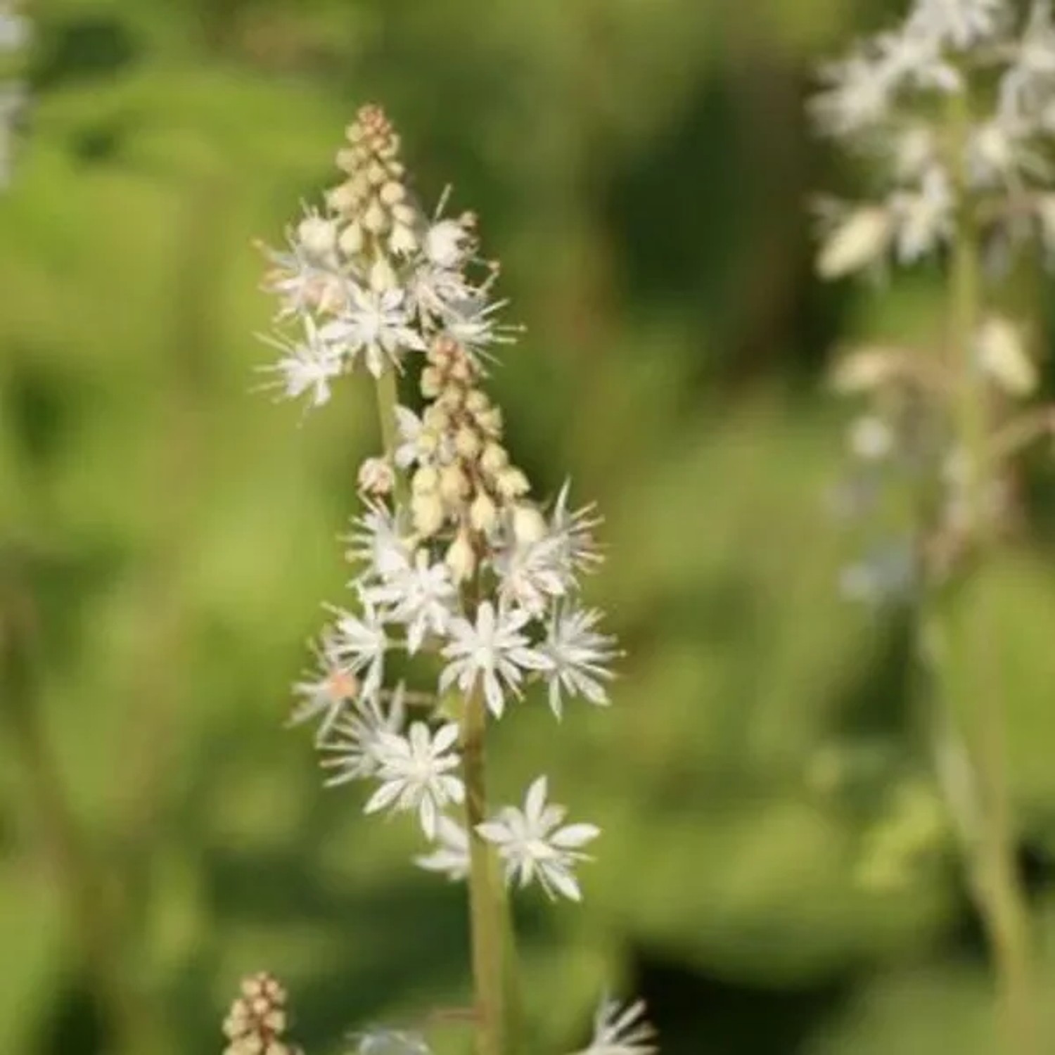 6 x Schaumblüte Tiarella Wherryi Topf 9cm Herbstfärbung