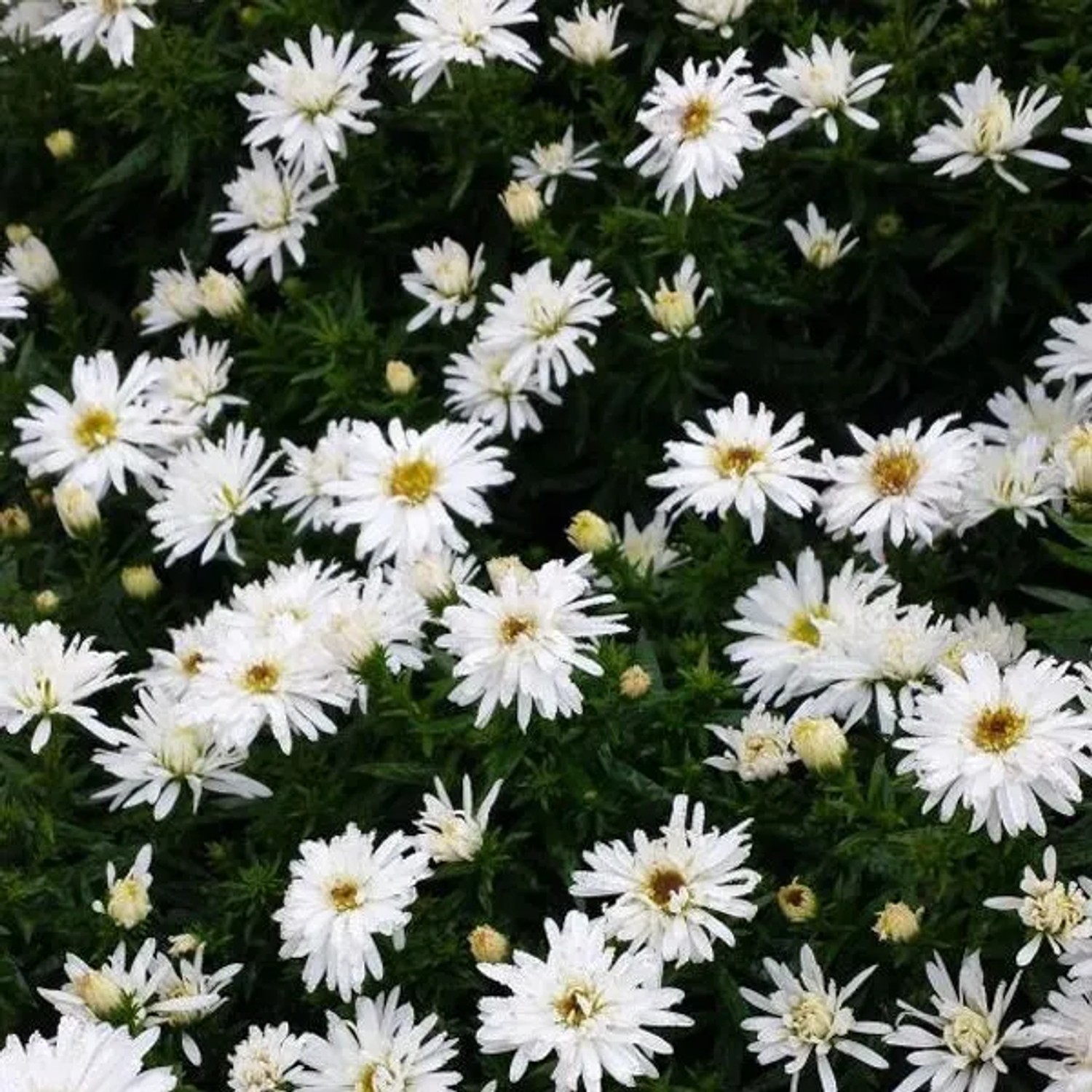 6 x Kissen-Aster 'Kristina' Aster Topf 9cm Schmetterlingspflanze