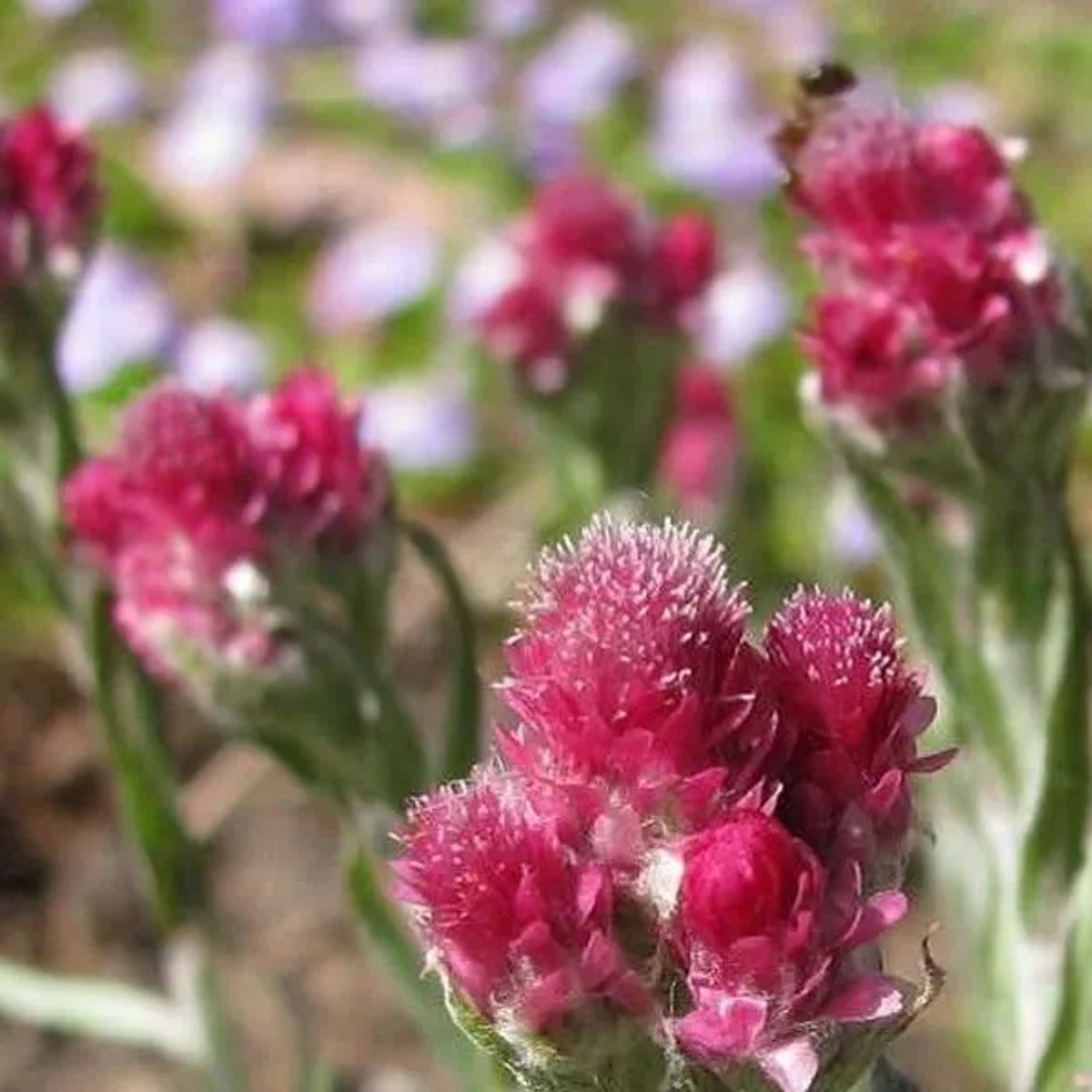 6 x Katzenpfötchen 'Rubra' Antennaria dioica Topf 9cm Rote Blüten