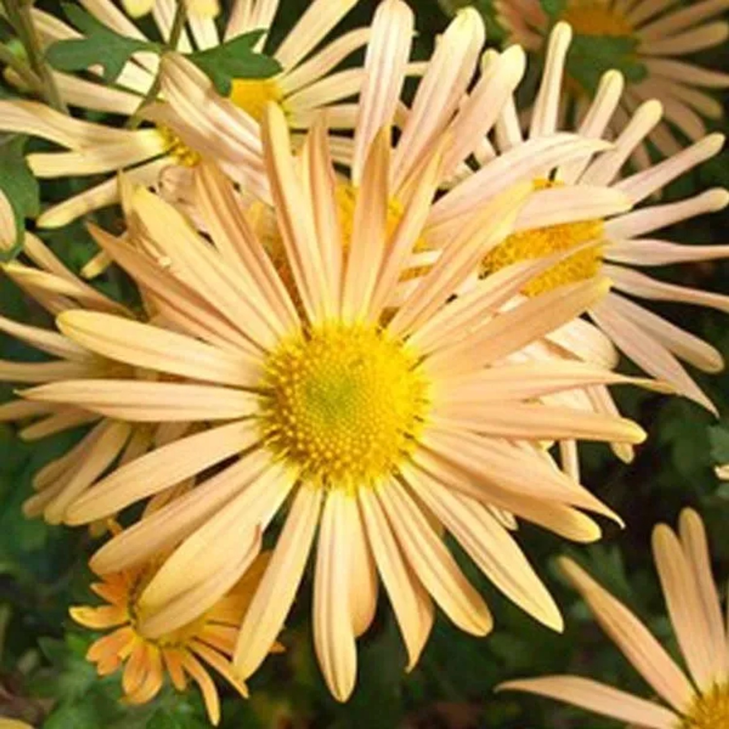 6 x Chrysantheme 'Mary Stoker' Chrysanthemum Topf 9cm Gelbe Blüten