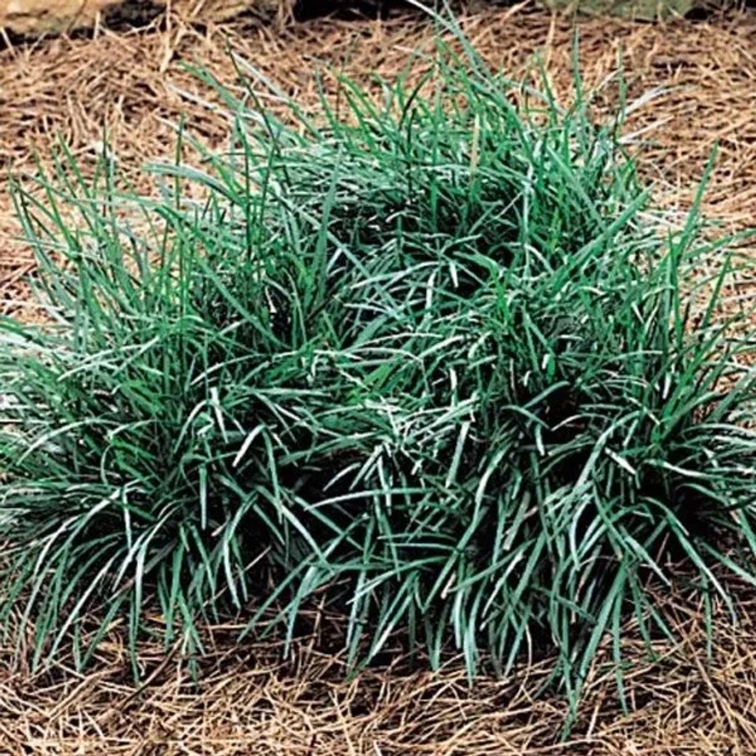 6 x Schlangenbart 'Minor' Ophiopogon japonicus Topf 9cm Beetrandpflanze