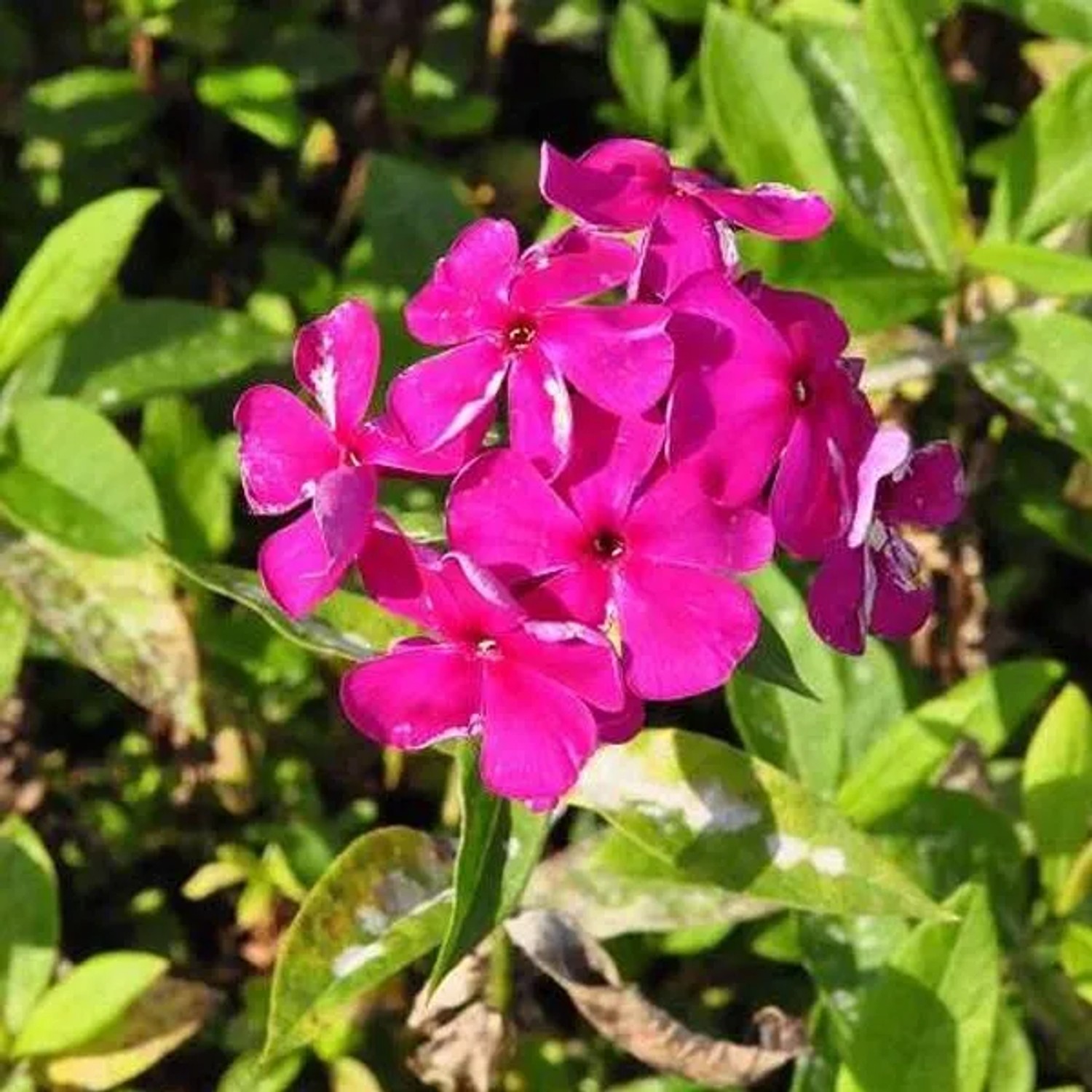 6 x Flammenblume 'Rijnstroom' Phlox paniculata Topf 9cm Reichblühend
