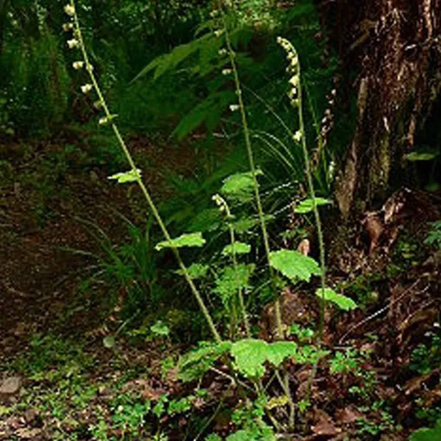 6 x Tellima Tellima grandiflora Topf 9cm Zarte Blüten