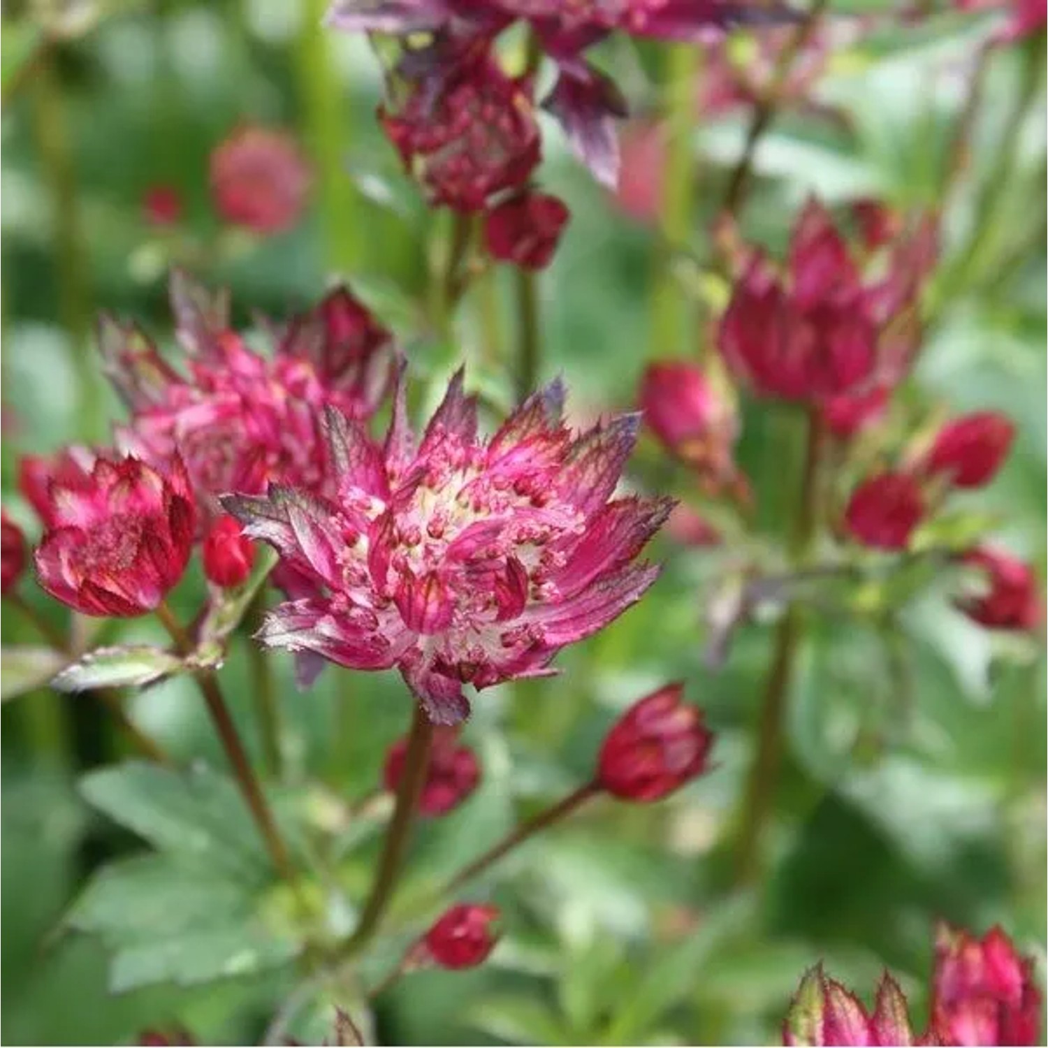 6 x Sterndolde 'Rubra' Astrantia Major Topf 9cm Rote Blüten
