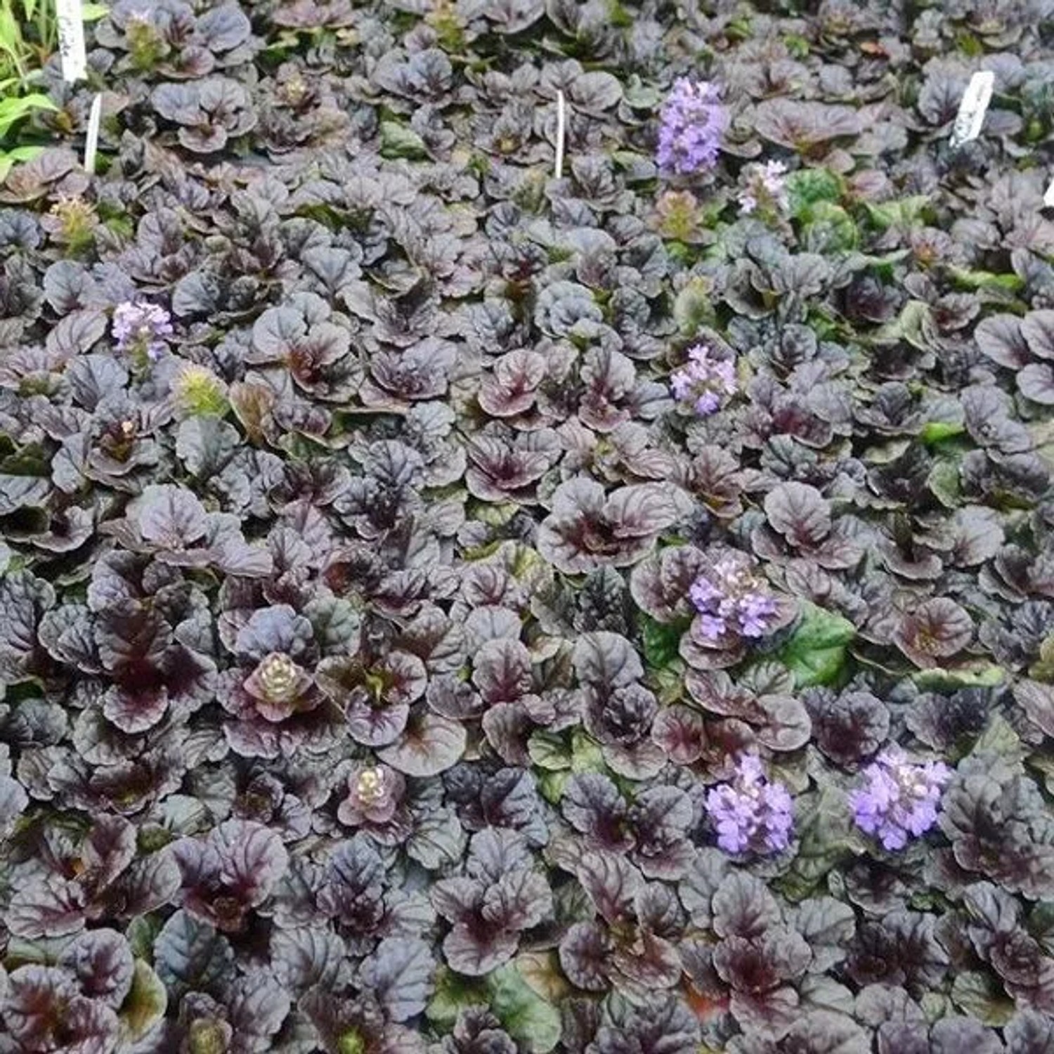 6 x Pyramiden-Günsel 'Metallica Crispa' Ajuga pyramidalis Topf 9cm Dekoratives Laub