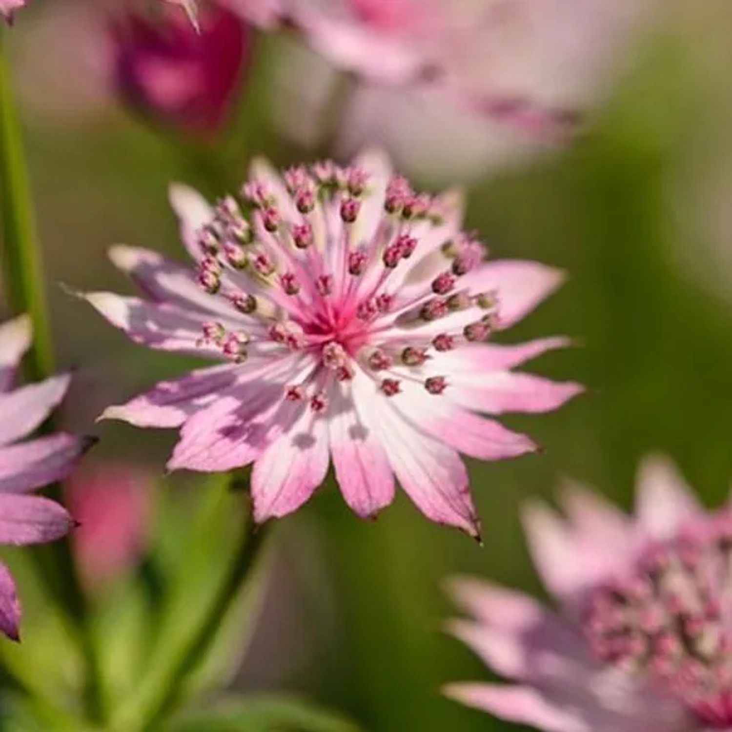 6 x Sterndolde 'Roma' Astrantia Major Topf 9cm Lange Blütezeit