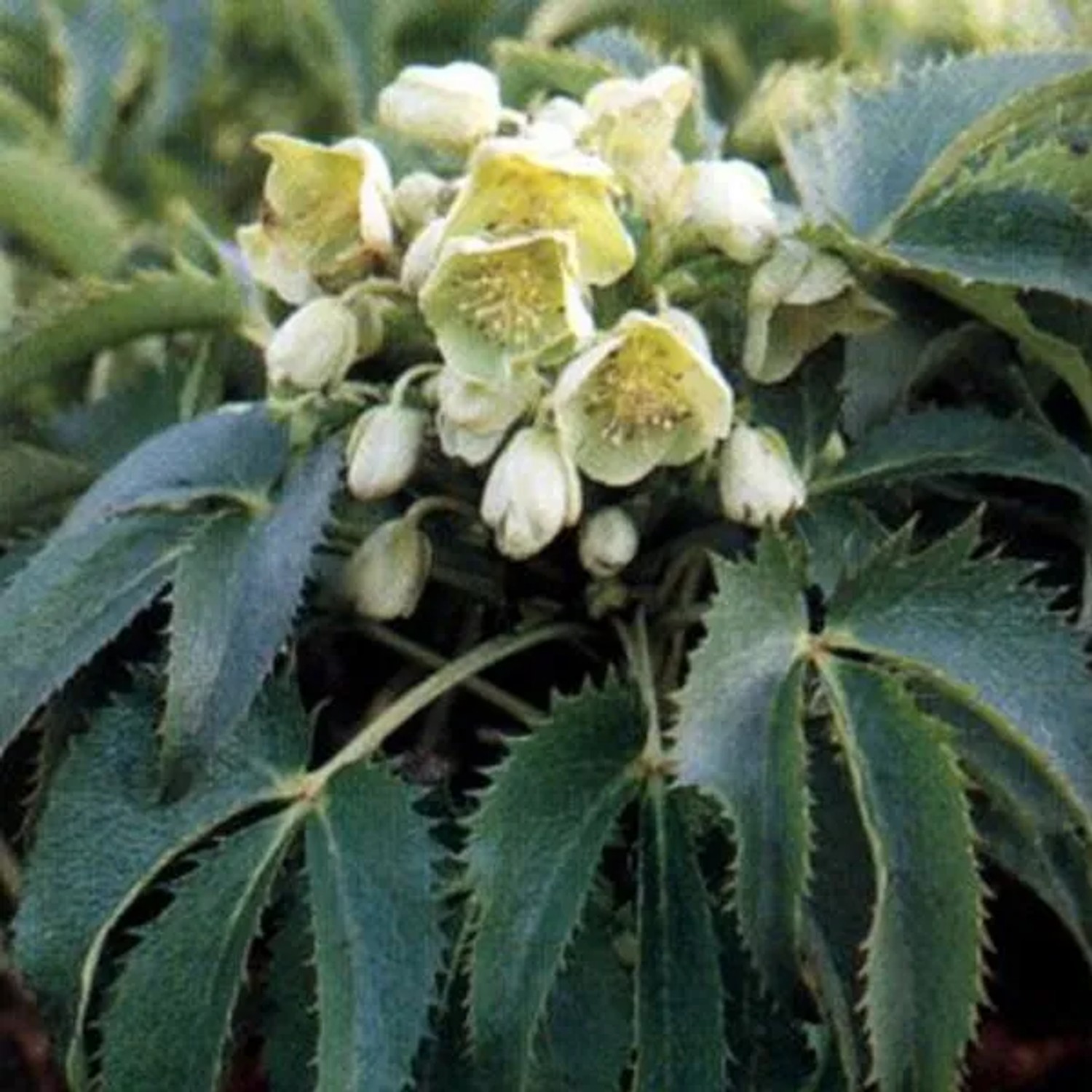 6 x Korsische Nieswurz Helleborus argutifolius Topf 9cm Immergrün