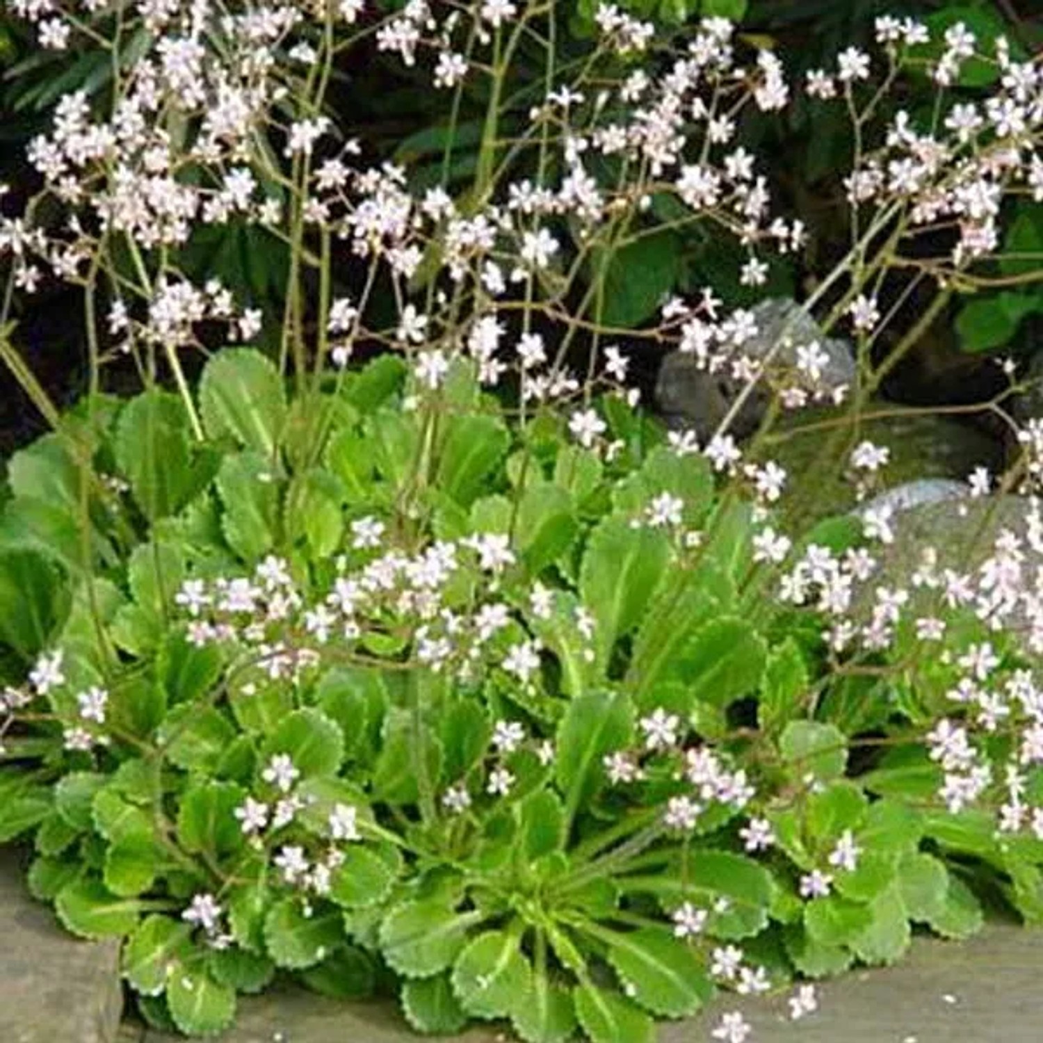 6 x Porzellanblümchen Saxifraga urbium Topf 9cm Rosa Blüten
