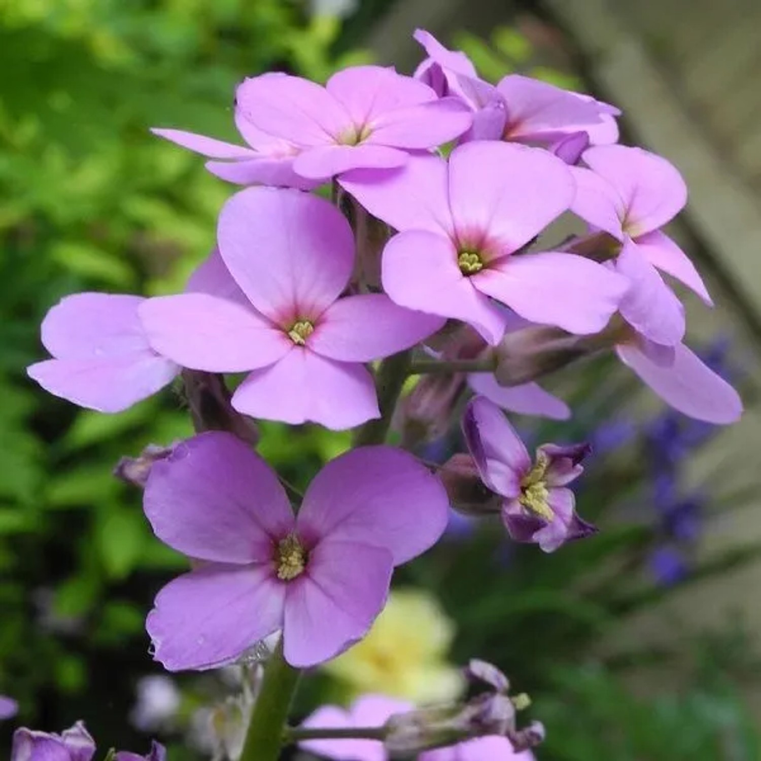 6 x Nachtviole Hesperis matronalis Topf 9cm Schmetterlingspflanze
