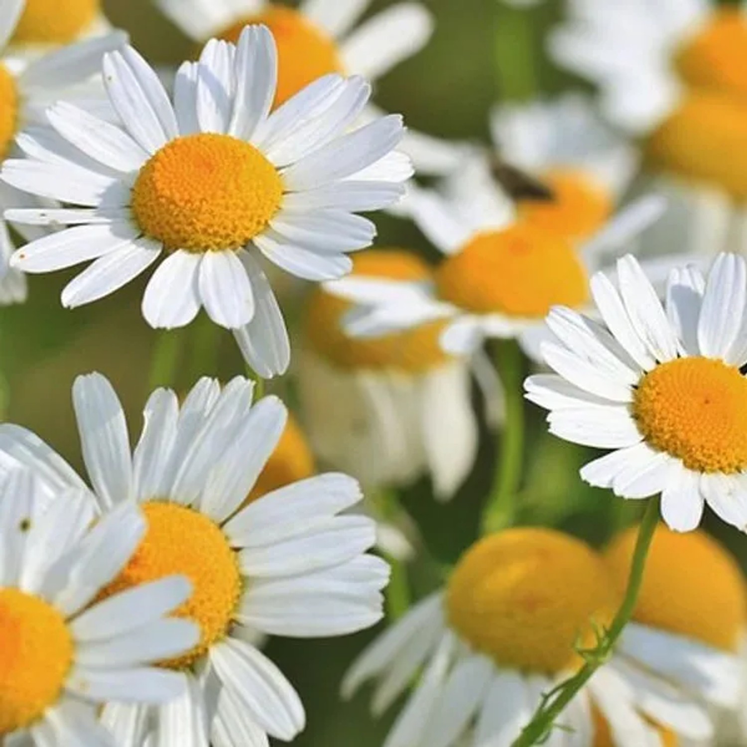 6 x Färberkamille 'Sauce Hollandaise' Anthemis hybrida Topf 9cm Beetpflanze