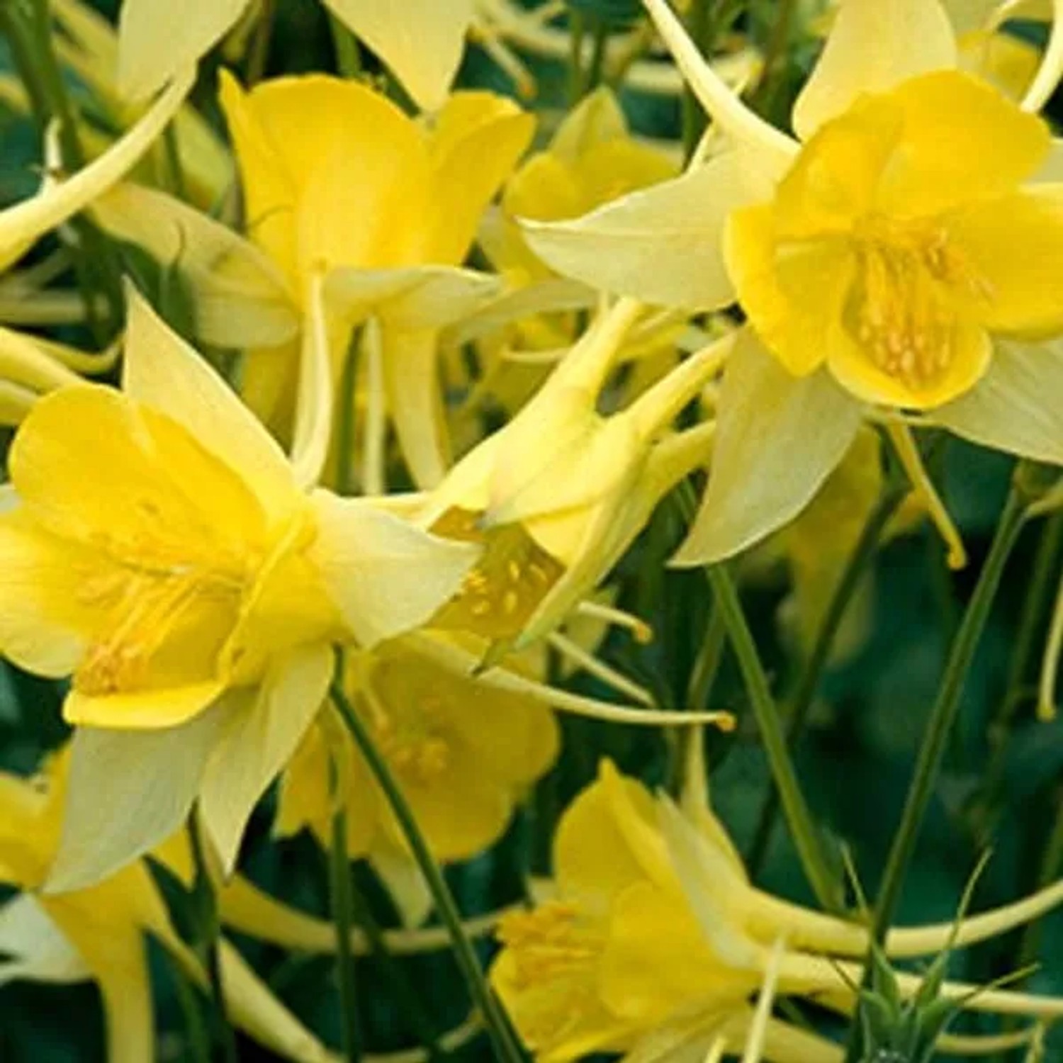 6 x Akelei 'Yellow Queen' Aquilegia chrysantha Topf 9cm Gelbe Blüten