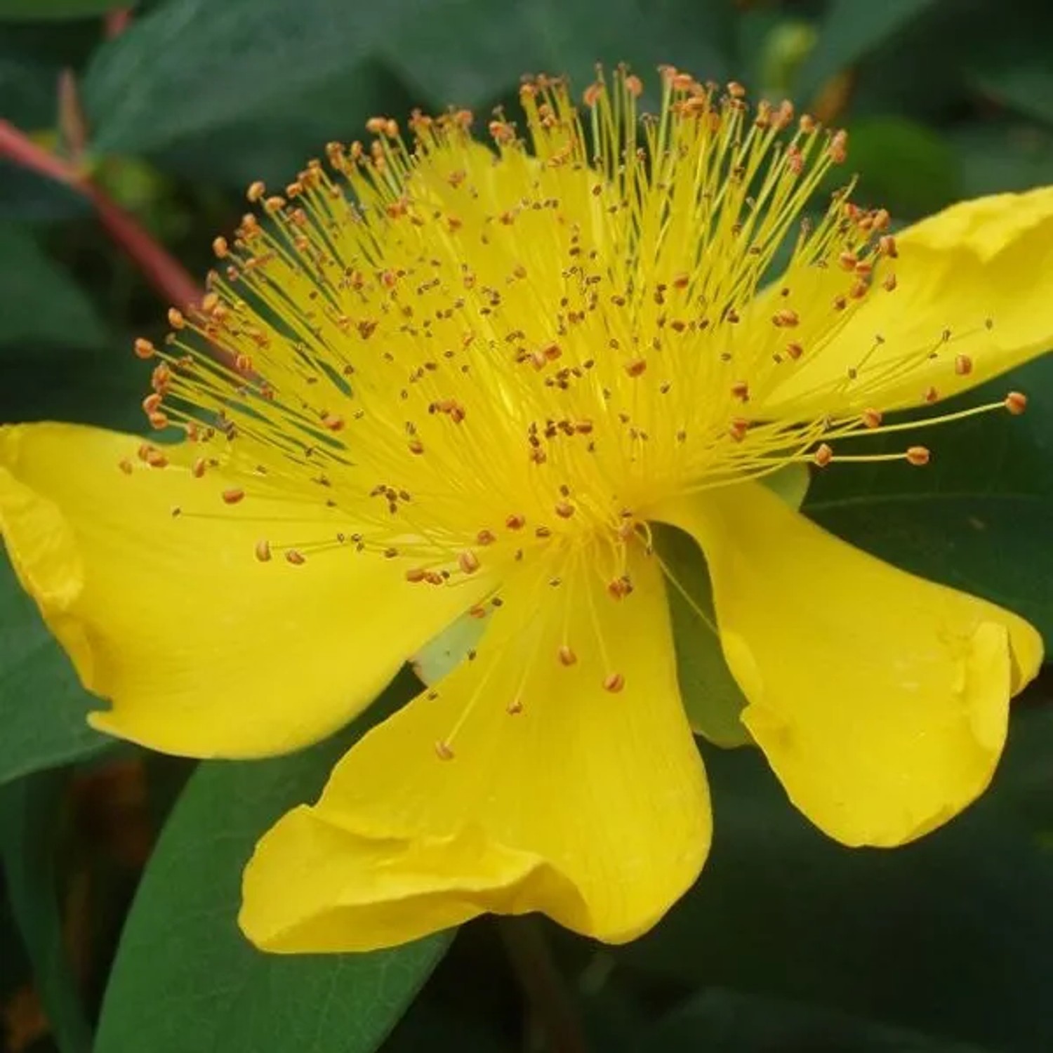 6 x Johanniskraut Hypericum calycinum Topf 9cm Gelbe Blüten