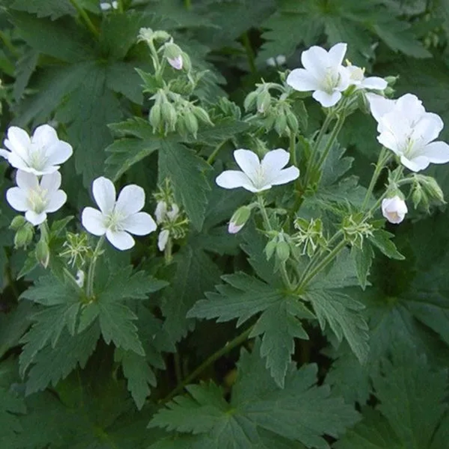 6 x Storchschnabel 'Album' Geranium sylvaticum Topf 9cm Weiße Blüten