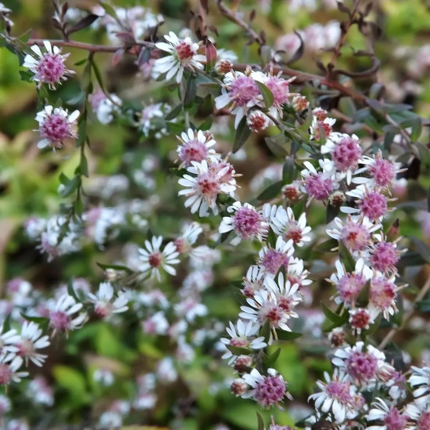 6 x Herbst-Aster 'Lady in Black' Aster,ateriflorus Topf 9cm Schmetterlingspflanze