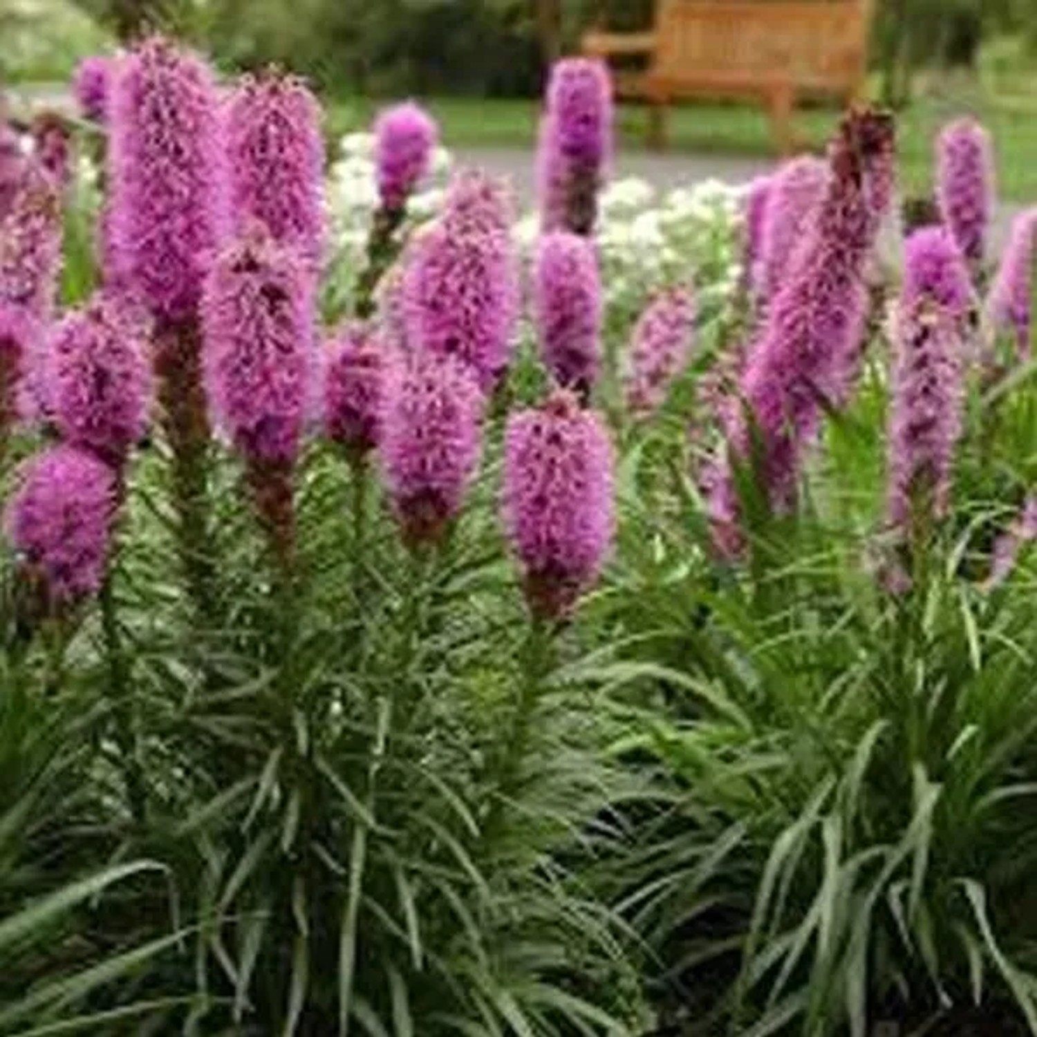 6 x Prachtscharte Liatris spicata Topf 9cm Beetrandpflanze