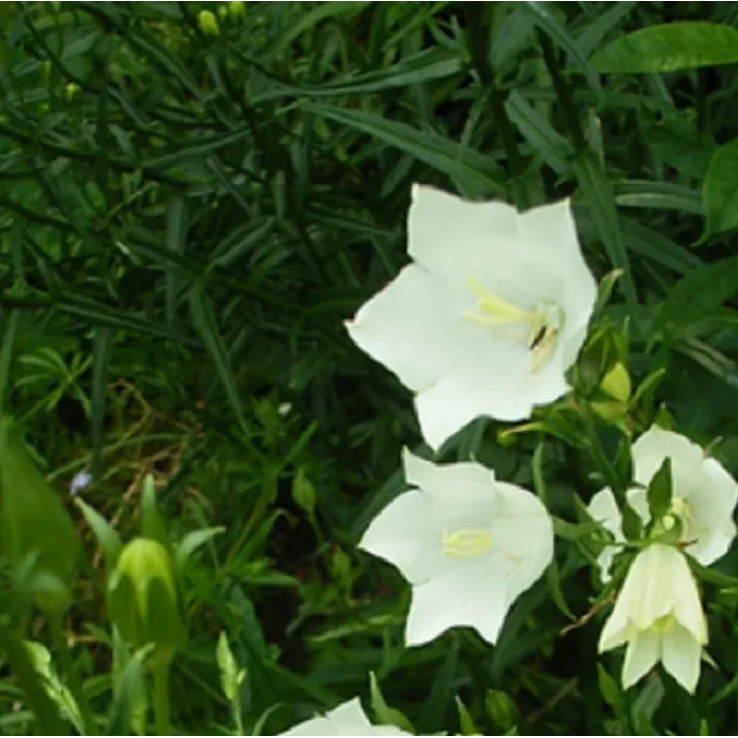 6 x Pyramiden-Glockenblume 'Alba' Campanula pyramidalis Topf 9cm Weiße Blüten