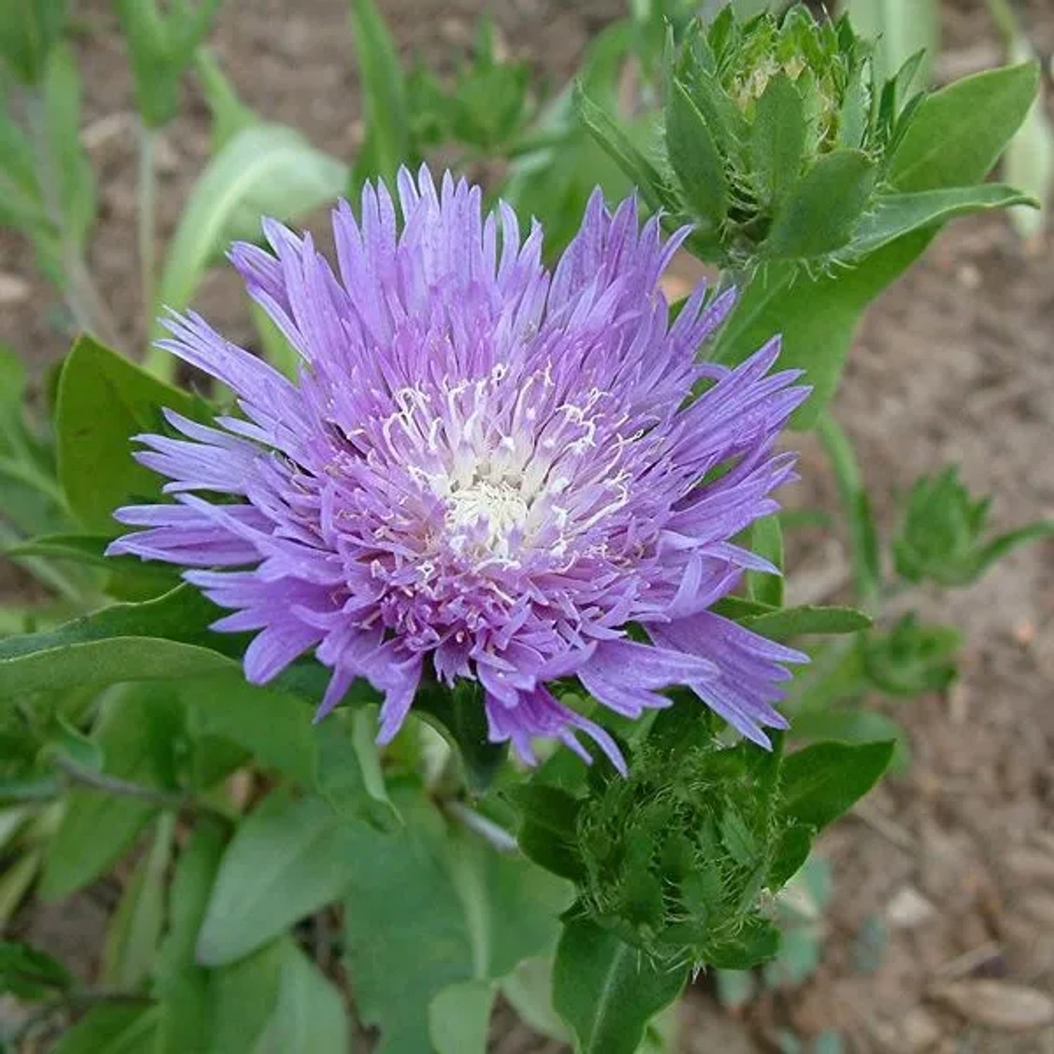 6 x Kornblumenaster Stokesia,aevis Topf 9cm Beetrandpflanze