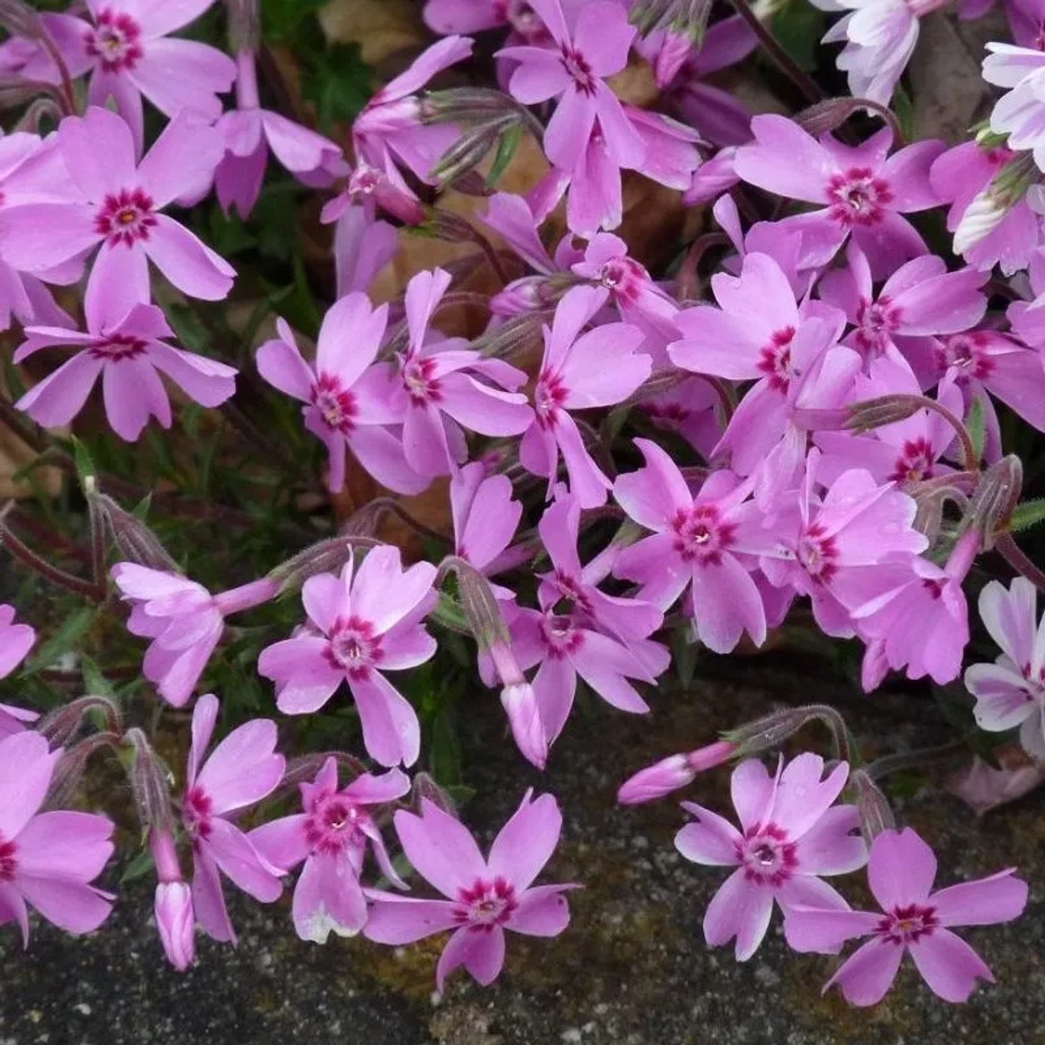 6 x Teppich-Flammenblume 'Moerheimii' Phlox subulata Topf 9cm Immergrün