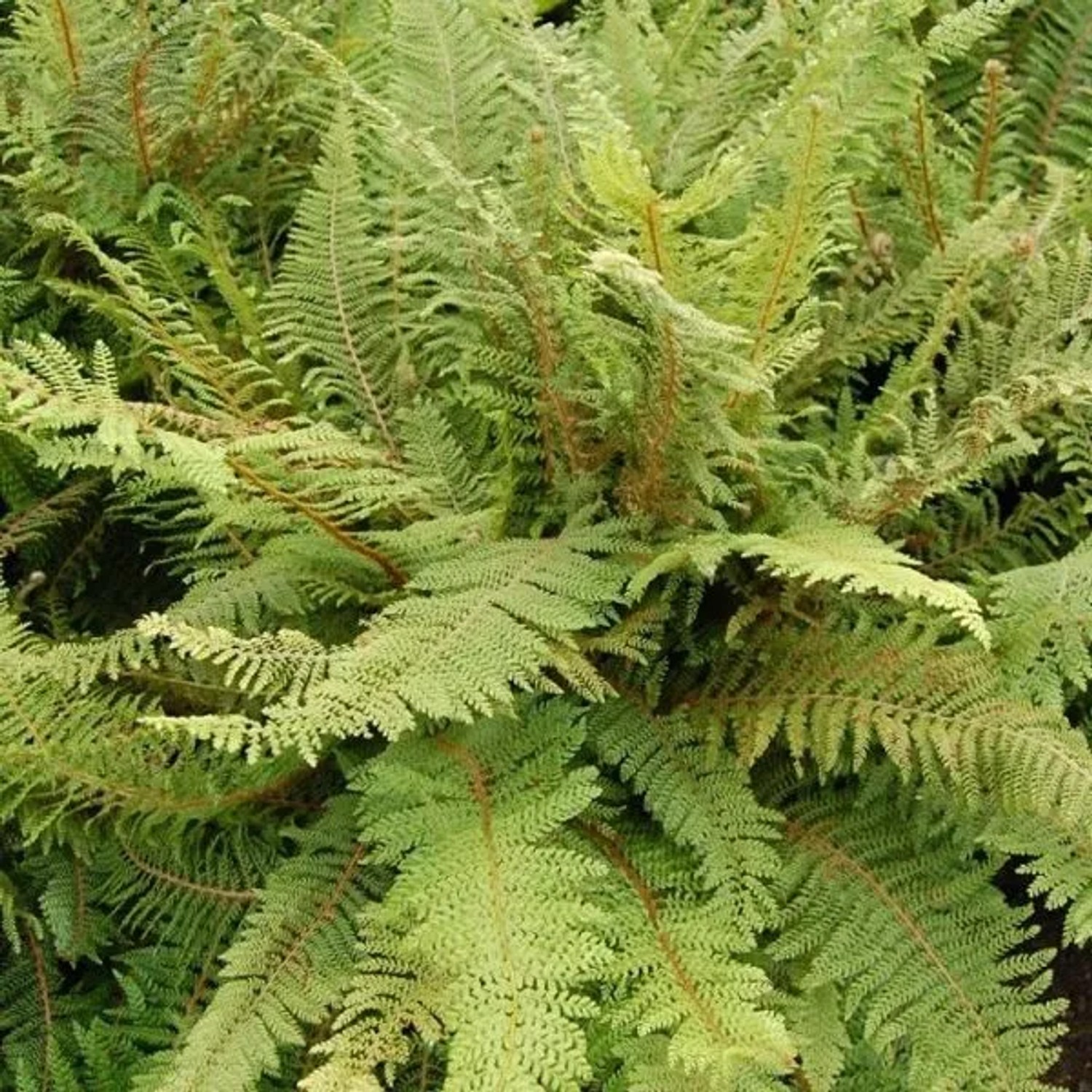 6 x Schildfarn 'Herrenhausen' Polystichum setiferum Topf 9cm Dekorativ