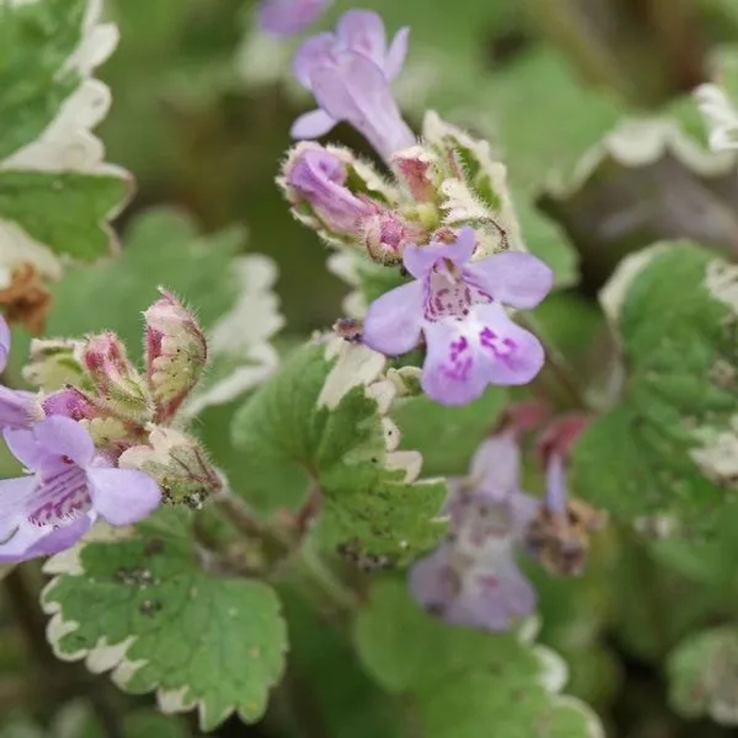 6 x Gundermann 'Variegata' Glechoma hederacea Topf 9cm Immergrün