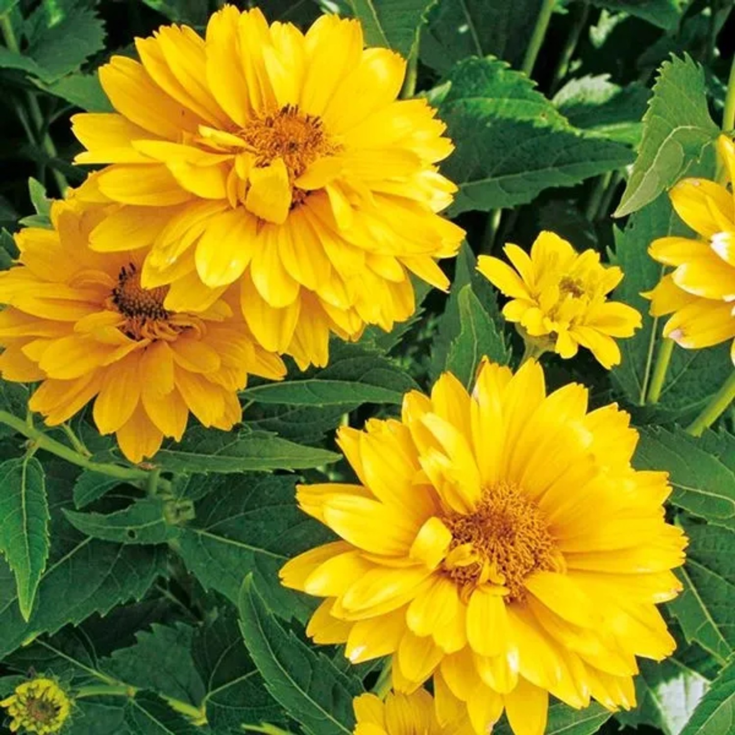 6 x Sonnenauge 'Summer Sun' Heliopsis helianthoides Topf 9cm Sommerblüher
