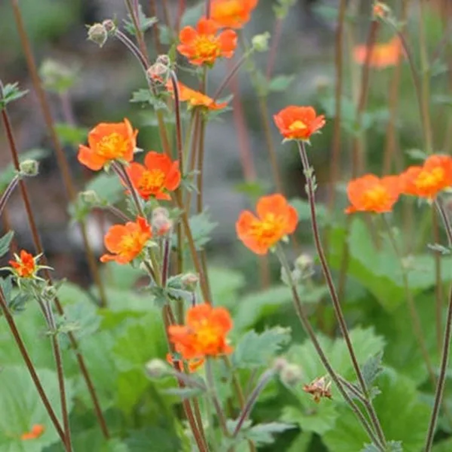 6 x Nelkenwurz 'Borisii' Geum coccineum Topf 9cm Immergrün
