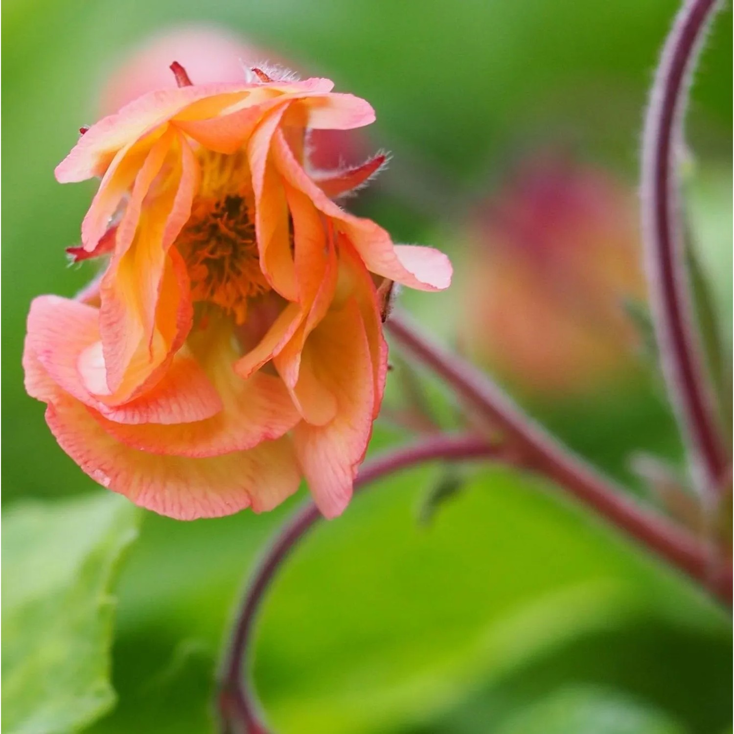 6x Nelkenwurz 'Smokey Peach' Geum Topf 9 cm Apricotfarbene Blüten